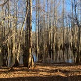 Review photo of George L Smith II State Park Campground by Elizabeth G., December 28, 2020