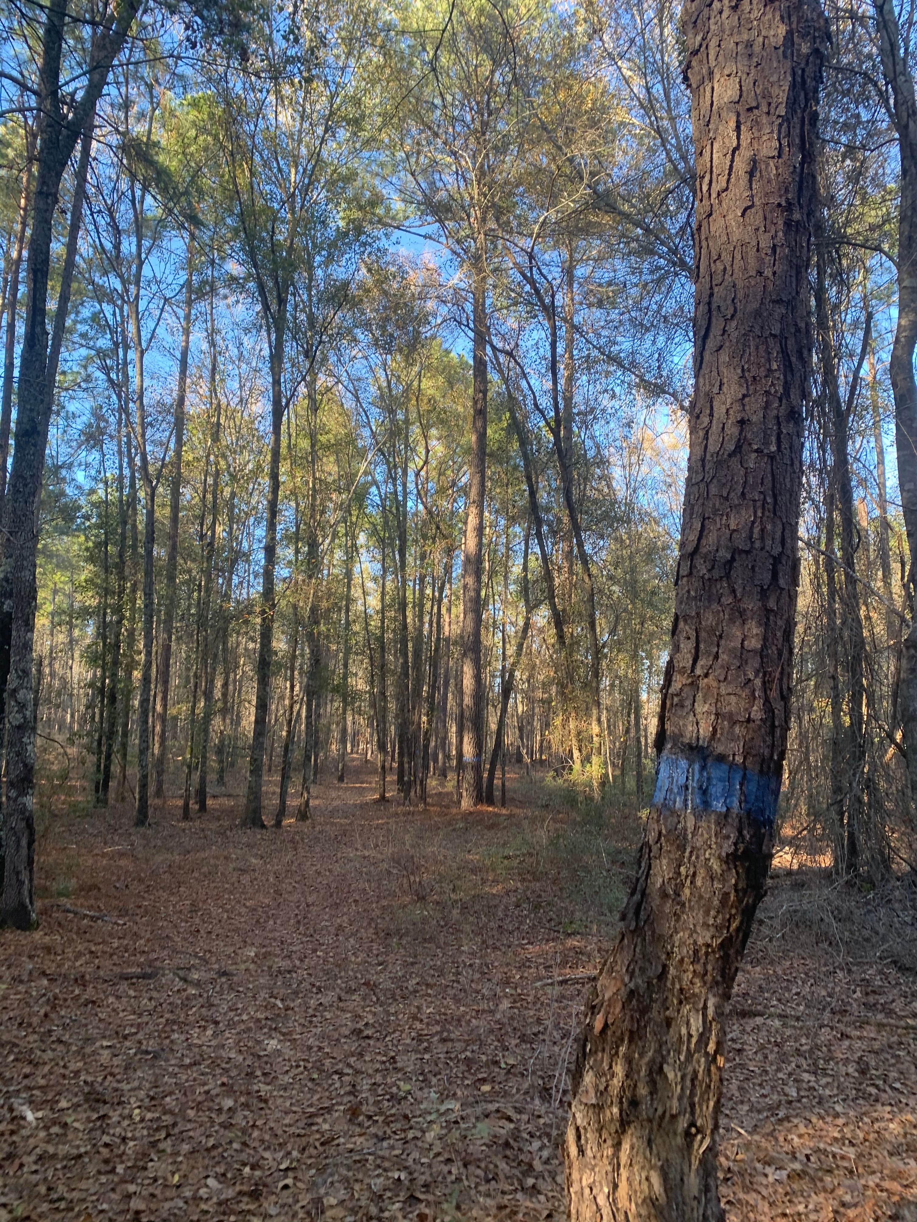 Camper-submitted photo at George L. Smith State Park Campground near Twin City, GA