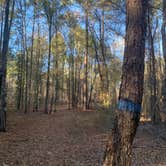 Review photo of George L Smith II State Park Campground by Elizabeth G., December 28, 2020