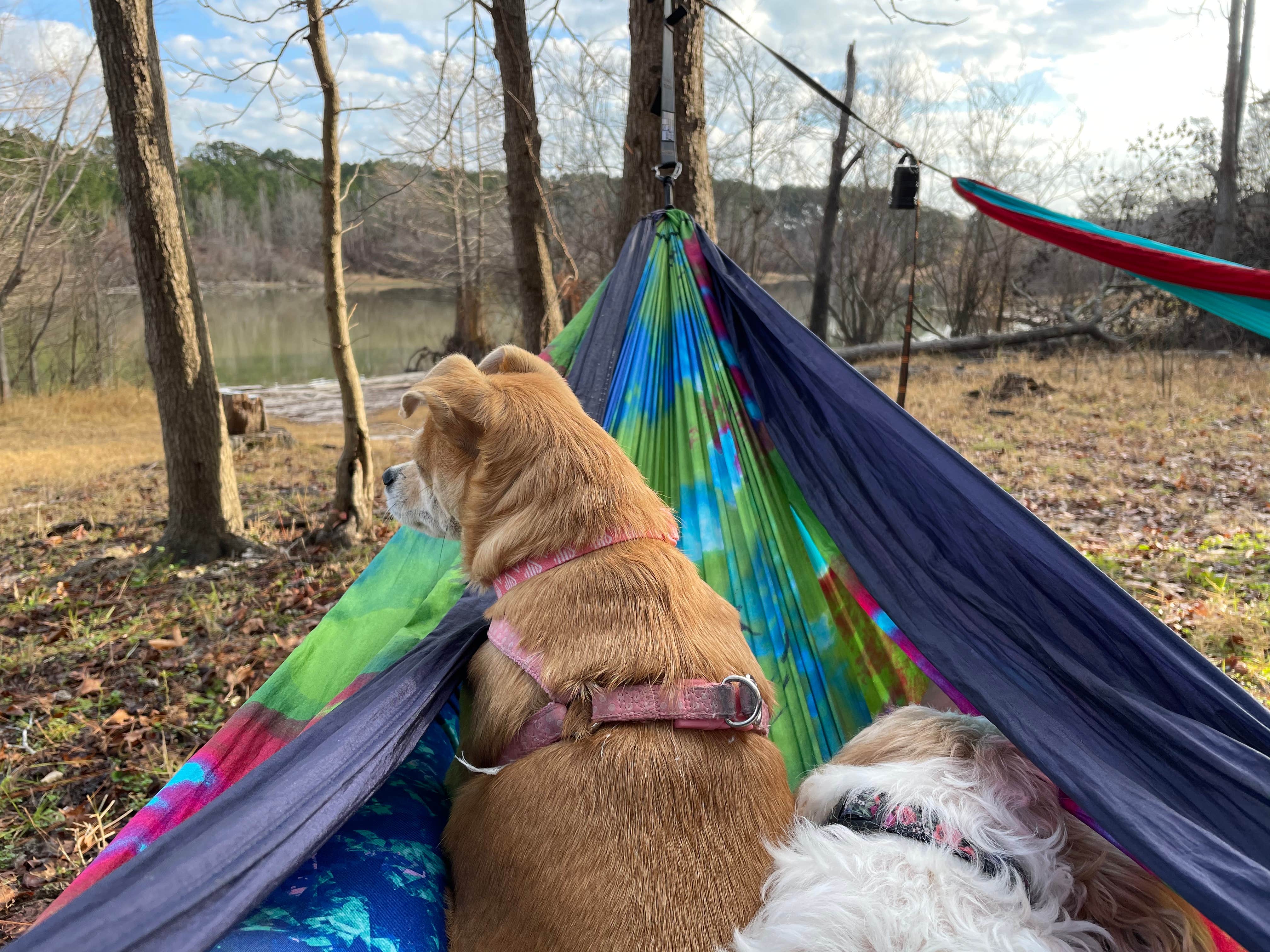 Amanda's photo of camping with pets at Mill Creek (texas) near Lufkin, TX