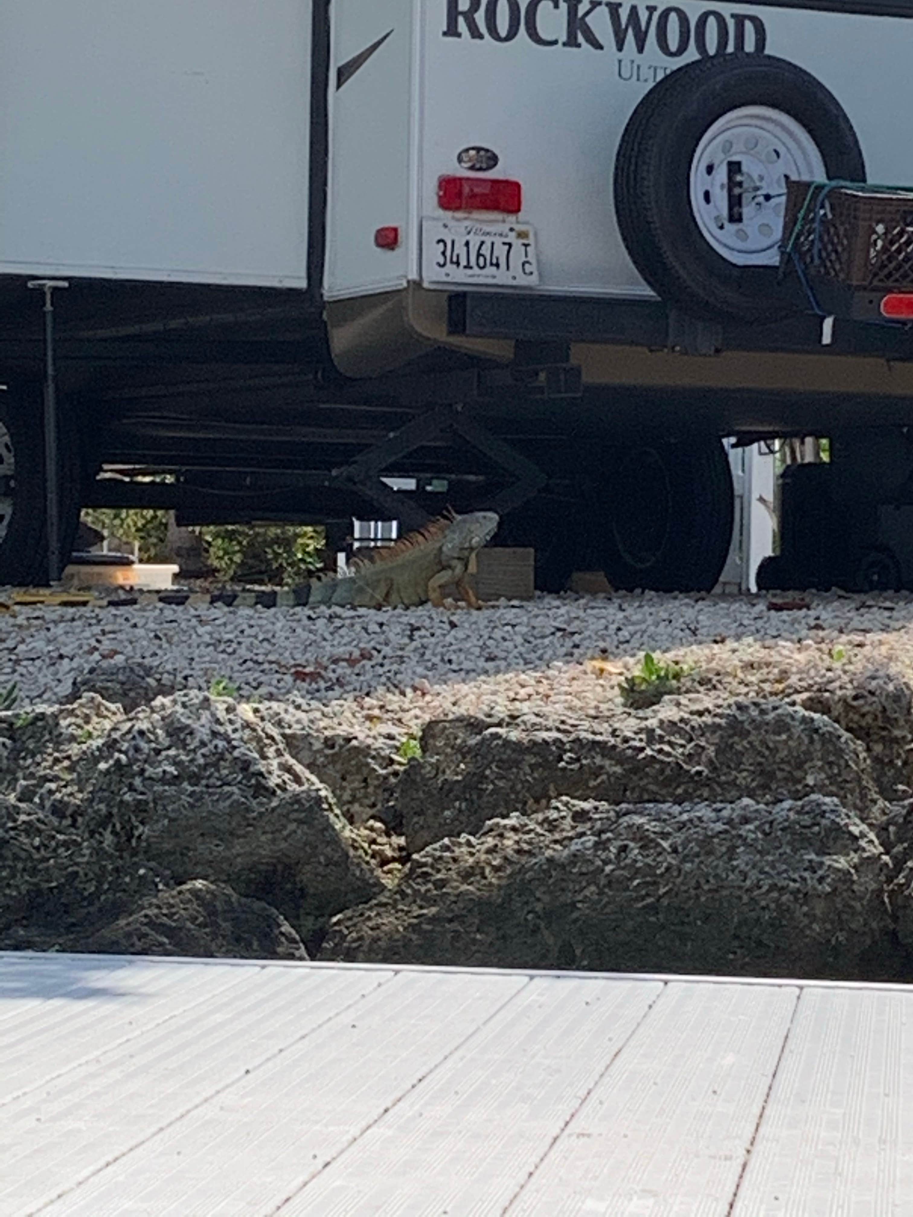 Camper-submitted photo at Boyd's Key West Campground near Marathon Shores, FL