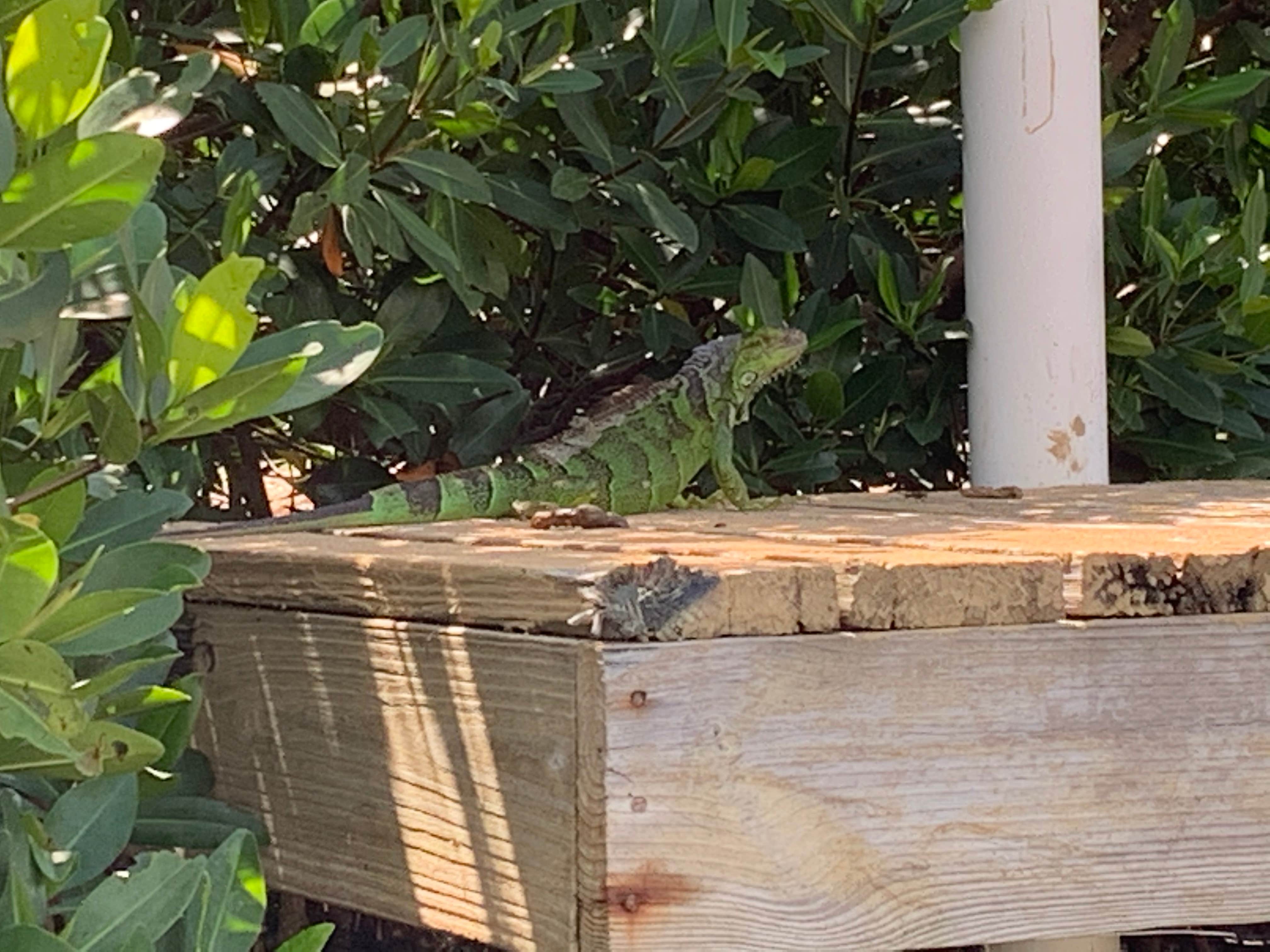 Boyd's Key West Campground