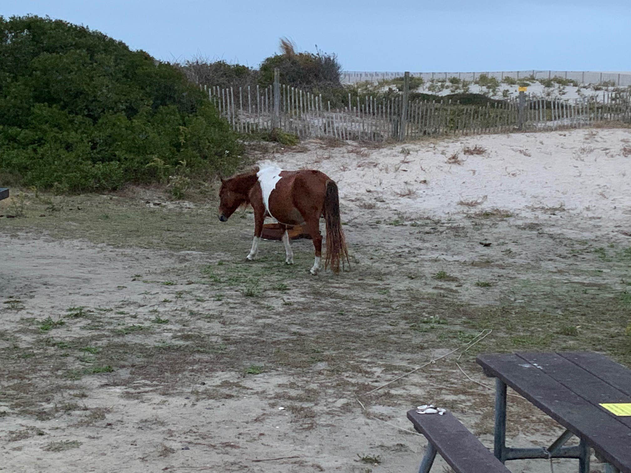 Camper-submitted photo at Assateague State Park Campground in Maryland