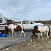 Review photo of Assateague State Park Campground by Jen V., December 31, 2020