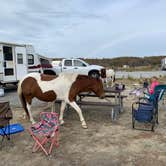 Review photo of Assateague State Park Campground by Jen V., December 31, 2020