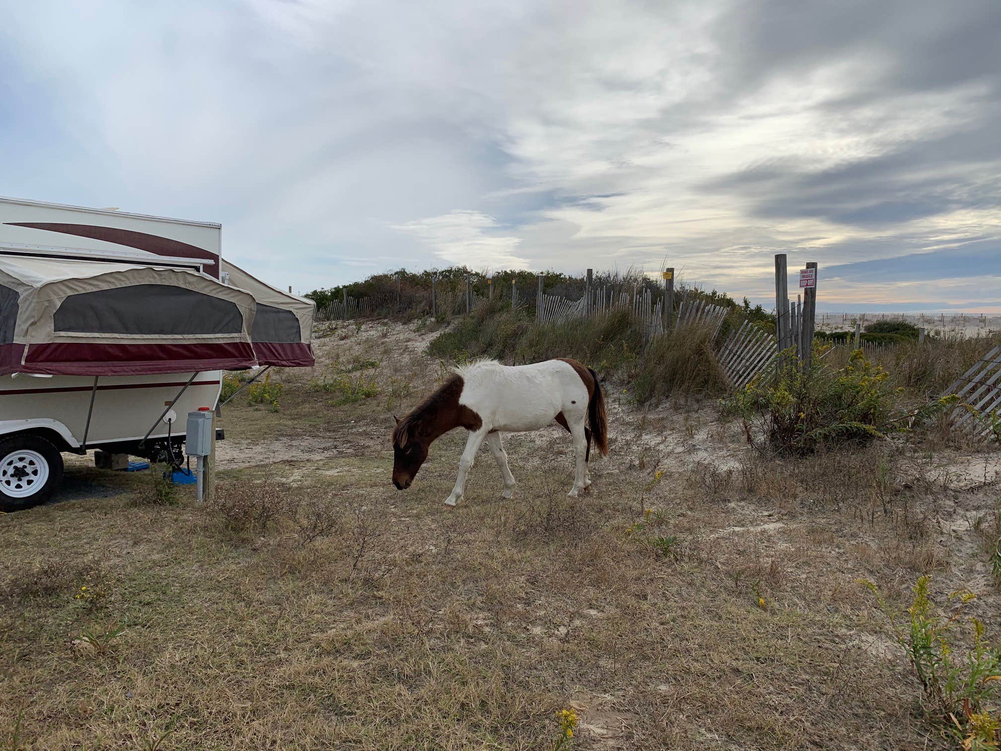 Camper-submitted photo at Assateague State Park Campground in Maryland