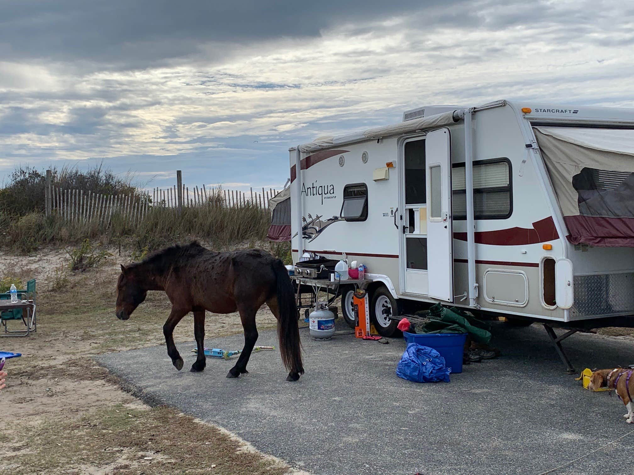 Jen V.'s photo of rv camping at Assateague State Park Campground near Ocean Pines, MD