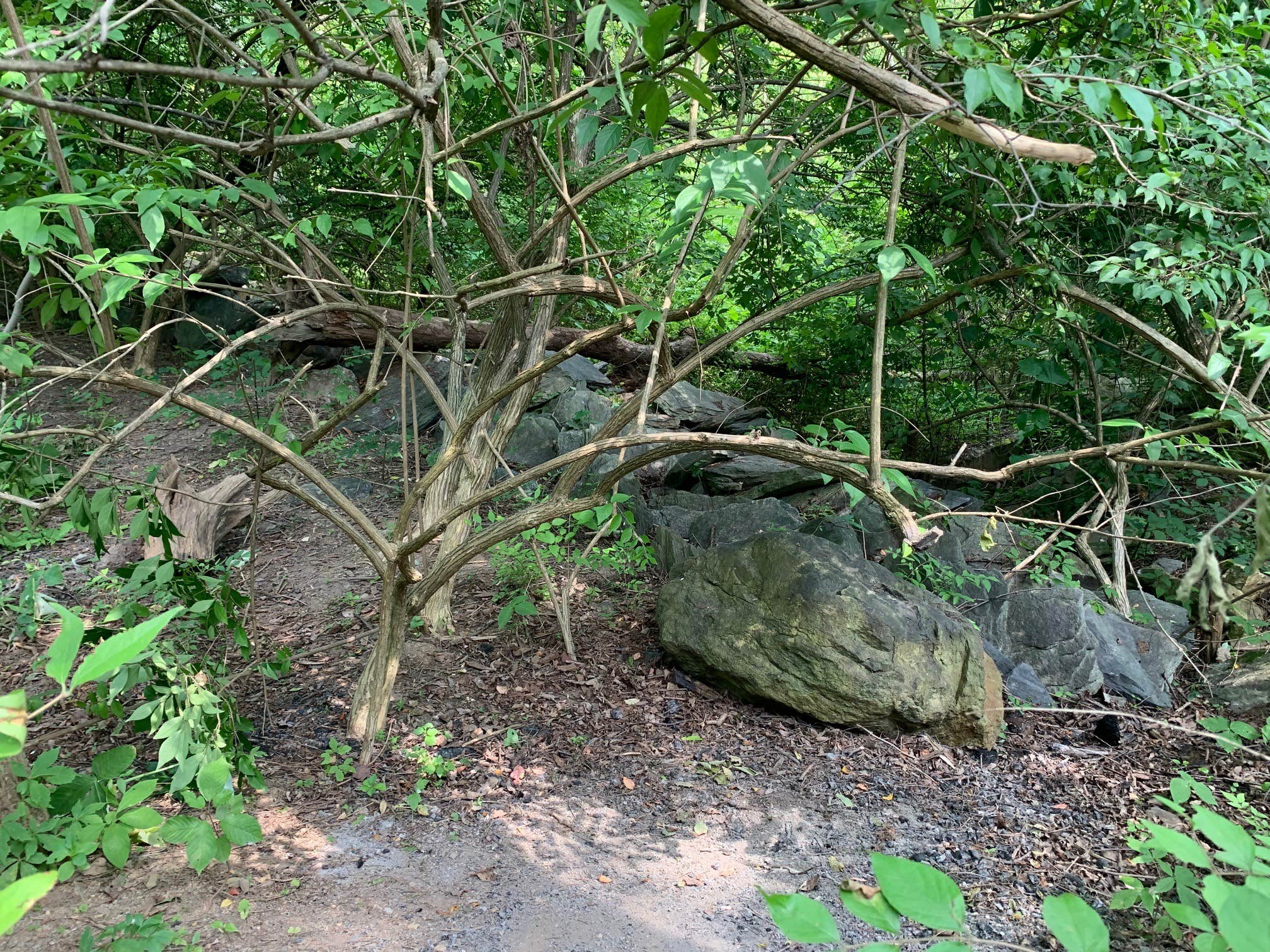 Camper-submitted photo at Gambrill State Park Campground near Frederick, MD