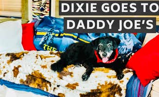 Barbara S.'s photo of camping with pets at Yogi Bear's Jellystone Park at Daddy Joe's near Myrtle Beach, SC