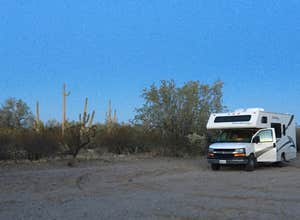 Cactus Forest Dispersed