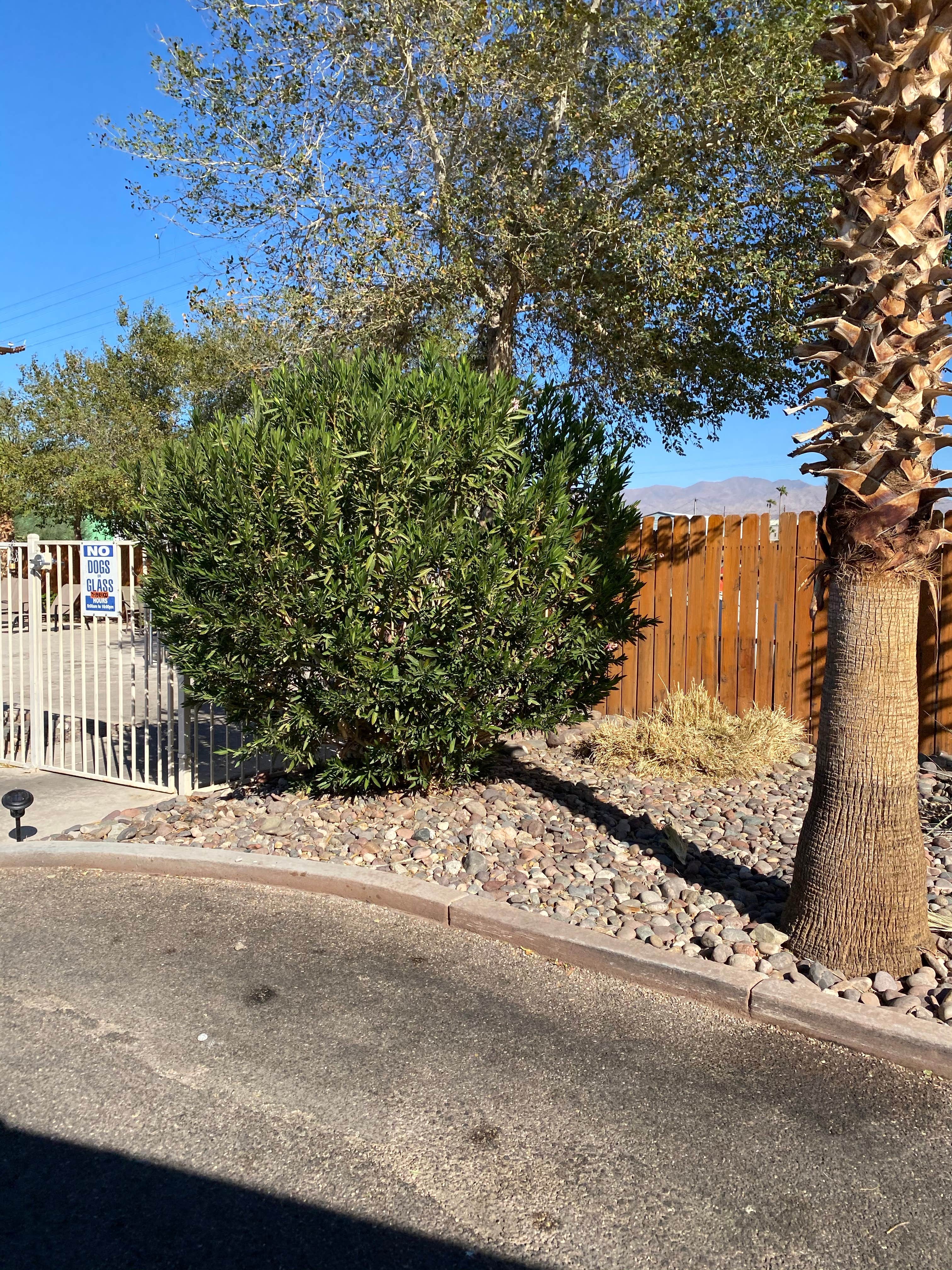 Camper-submitted photo at Campbell Cove RV Resort near Lake Havasu City, AZ