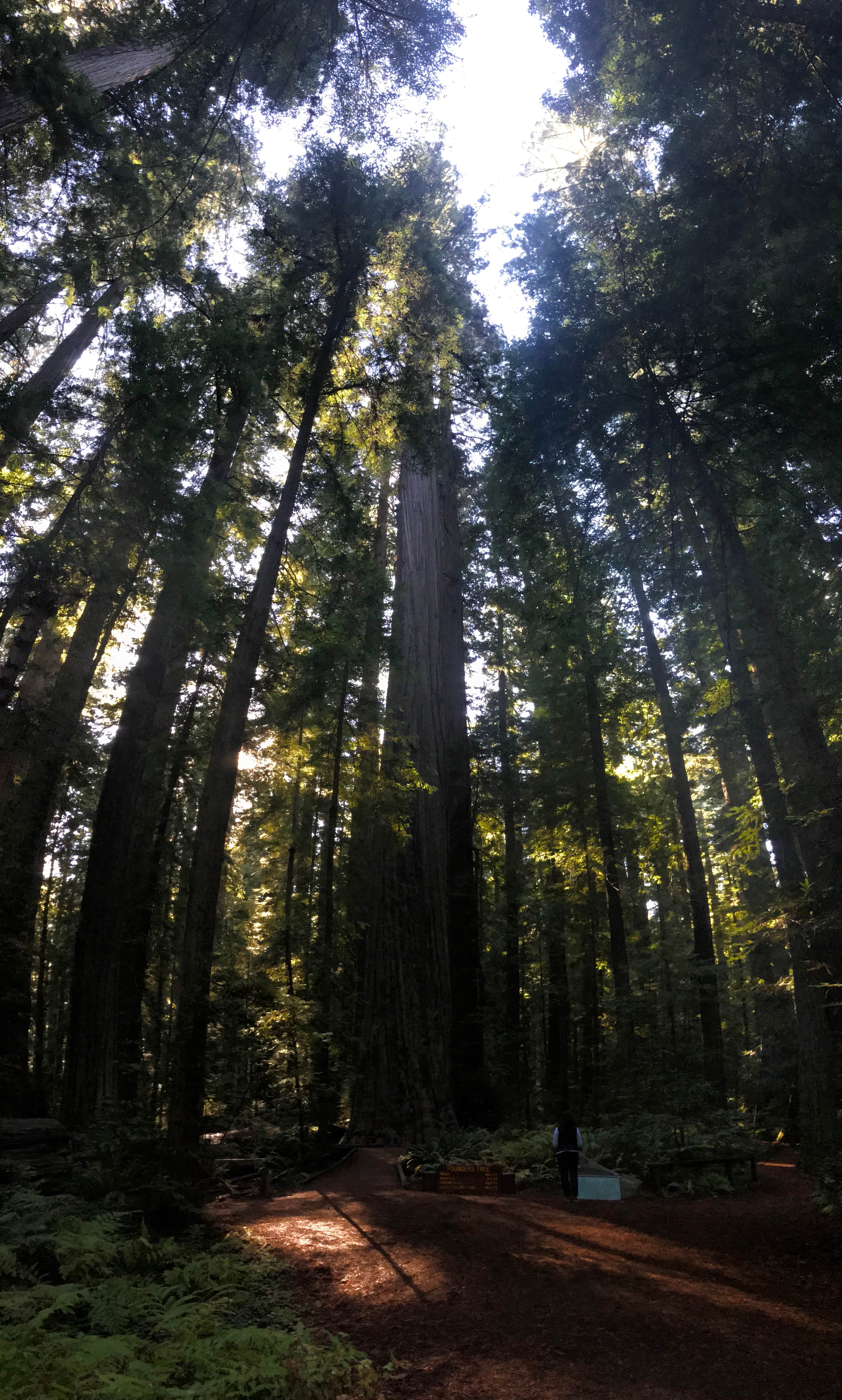 Camping near Dean Creek Resort: Hidden Springs Campground — Humboldt Redwoods State Park, Myers Flat, California