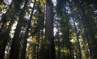 Camping near Redcrest Resort: Hidden Springs Campground — Humboldt Redwoods State Park, Myers Flat, California