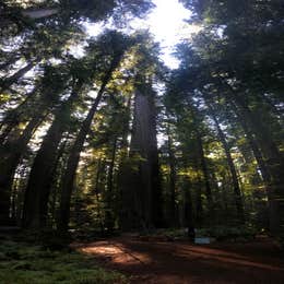 Hidden Springs Campground — Humboldt Redwoods State Park