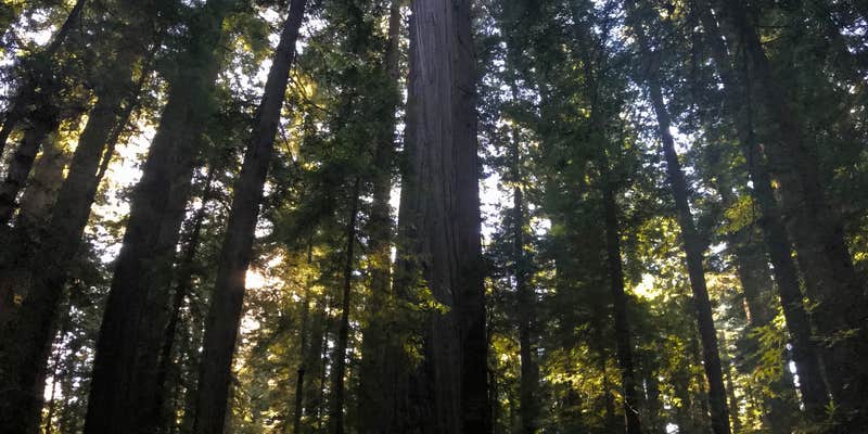 Camper submitted image from Hidden Springs Campground — Humboldt Redwoods State Park