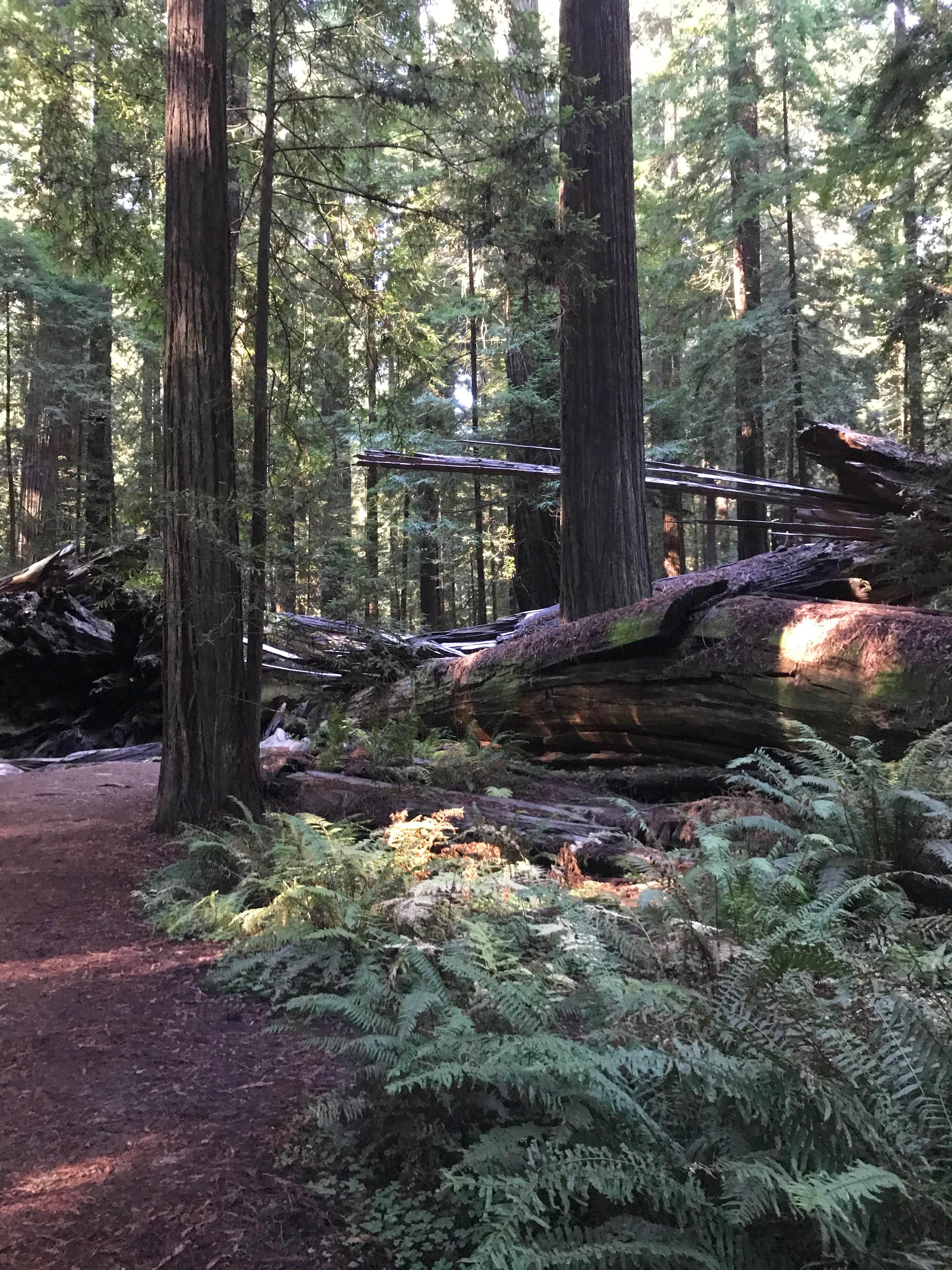Camper-submitted photo at Hidden Springs Campground — Humboldt Redwoods State Park near Bridgeville, CA