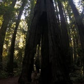 Review photo of Hidden Springs Campground — Humboldt Redwoods State Park by Rachel A., January 1, 2021