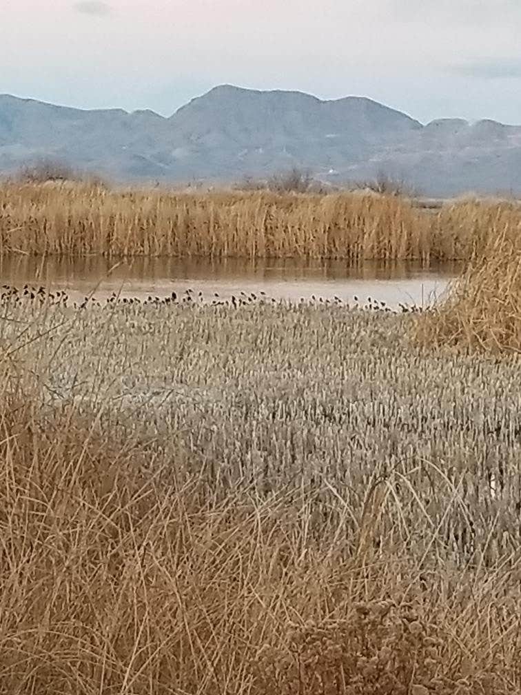 Camper-submitted photo at Cottonwood Campground — Roper Lake State Park near Safford, AZ