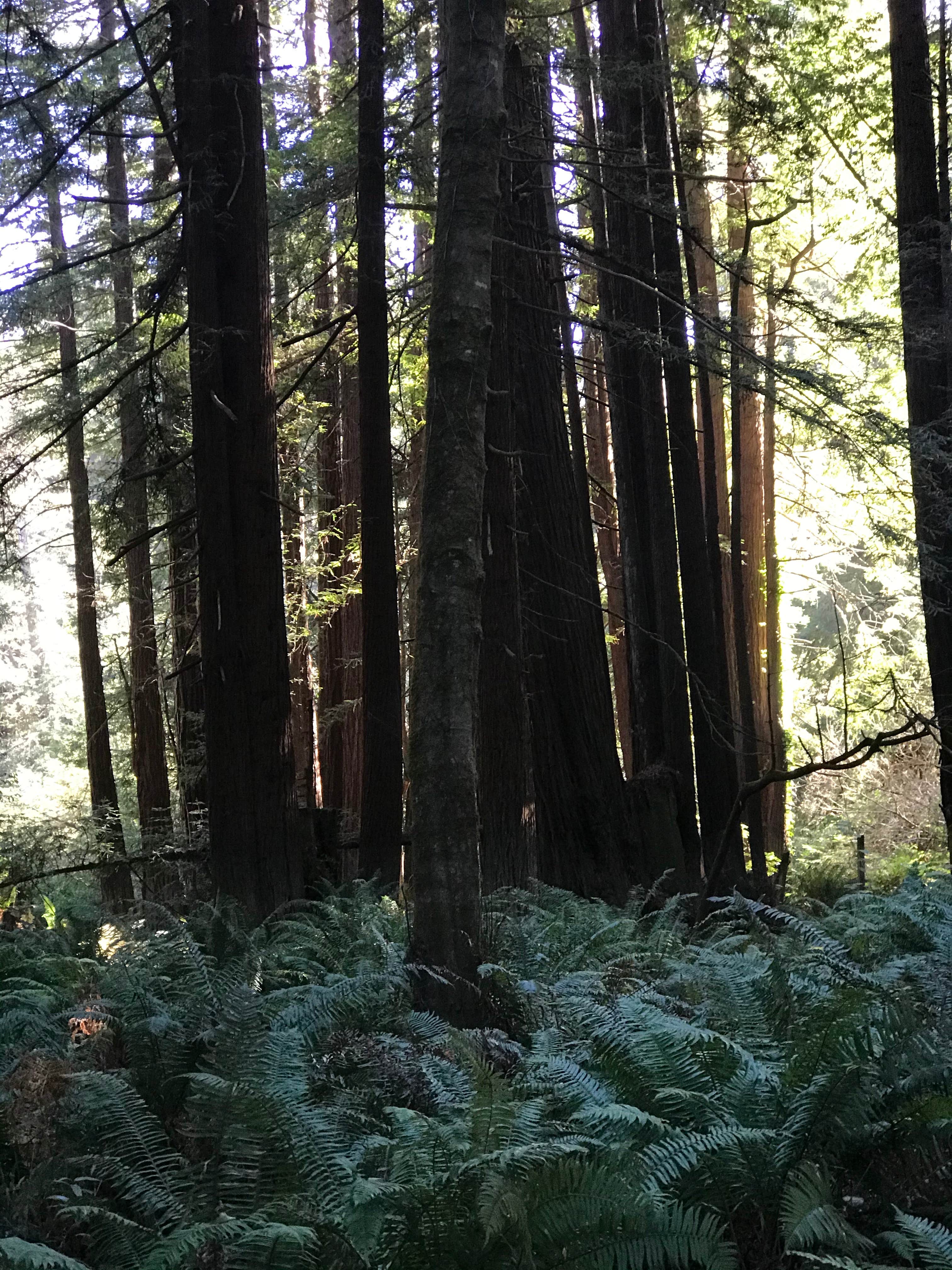 Camper-submitted photo at Gualala Point Regional Park near Gualala, CA