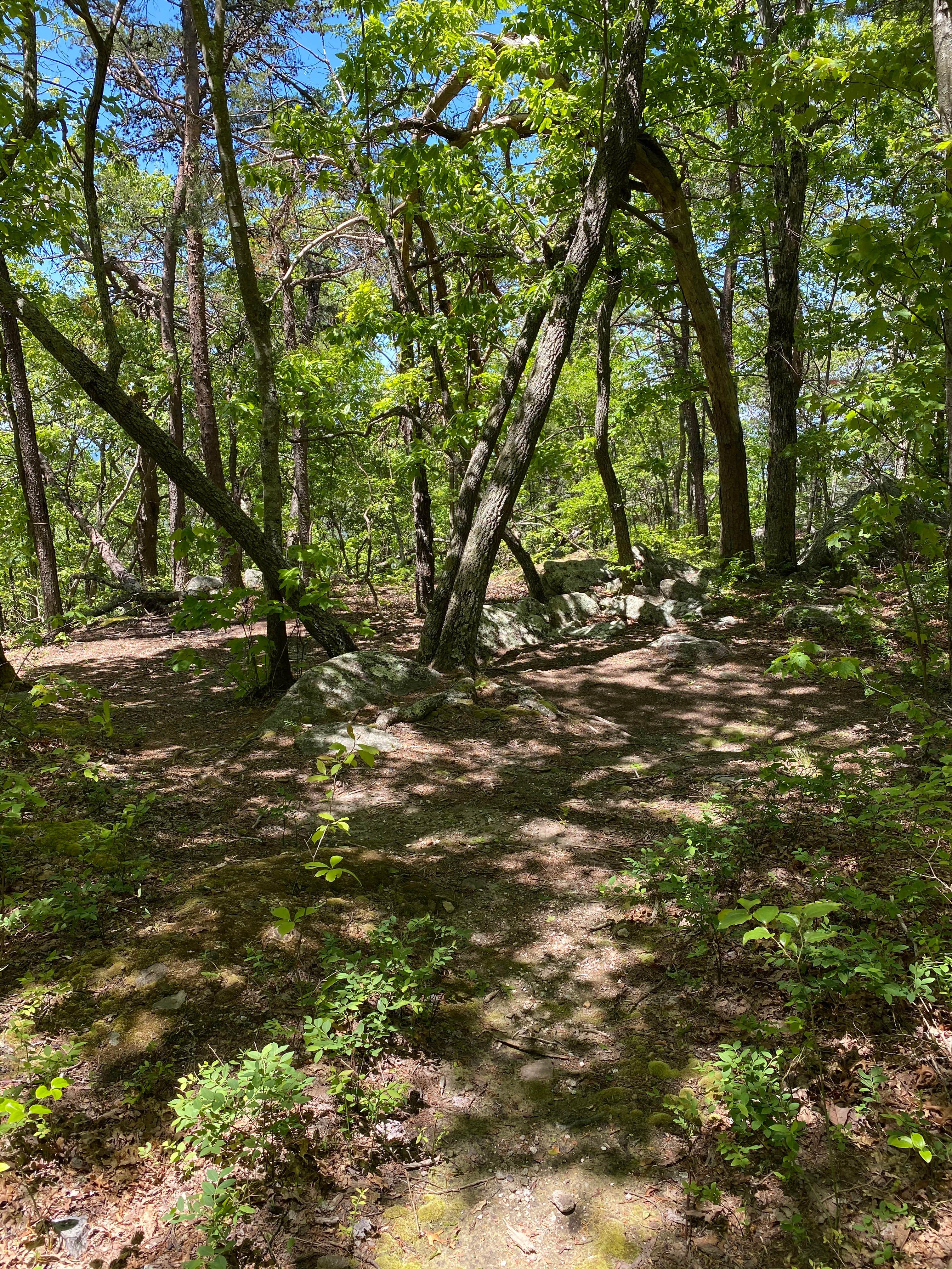 Camper submitted image from Pinhoti Backcountry Campground near Odum Intersection - 2