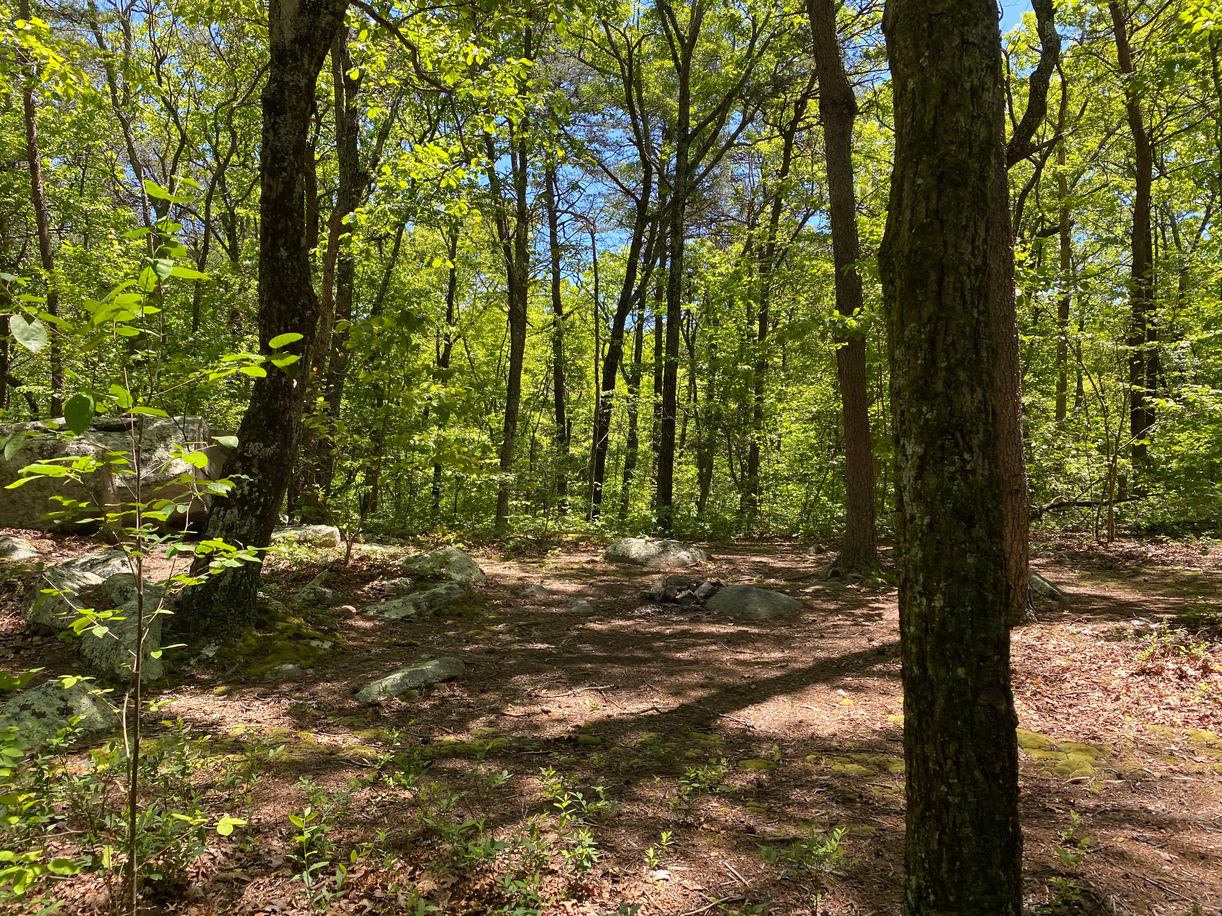 Camper submitted image from Pinhoti Backcountry Campground near Odum Intersection - 1