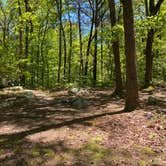 Review photo of Pinhoti Backcountry Campground near Odum Intersection by Asher K., January 1, 2021