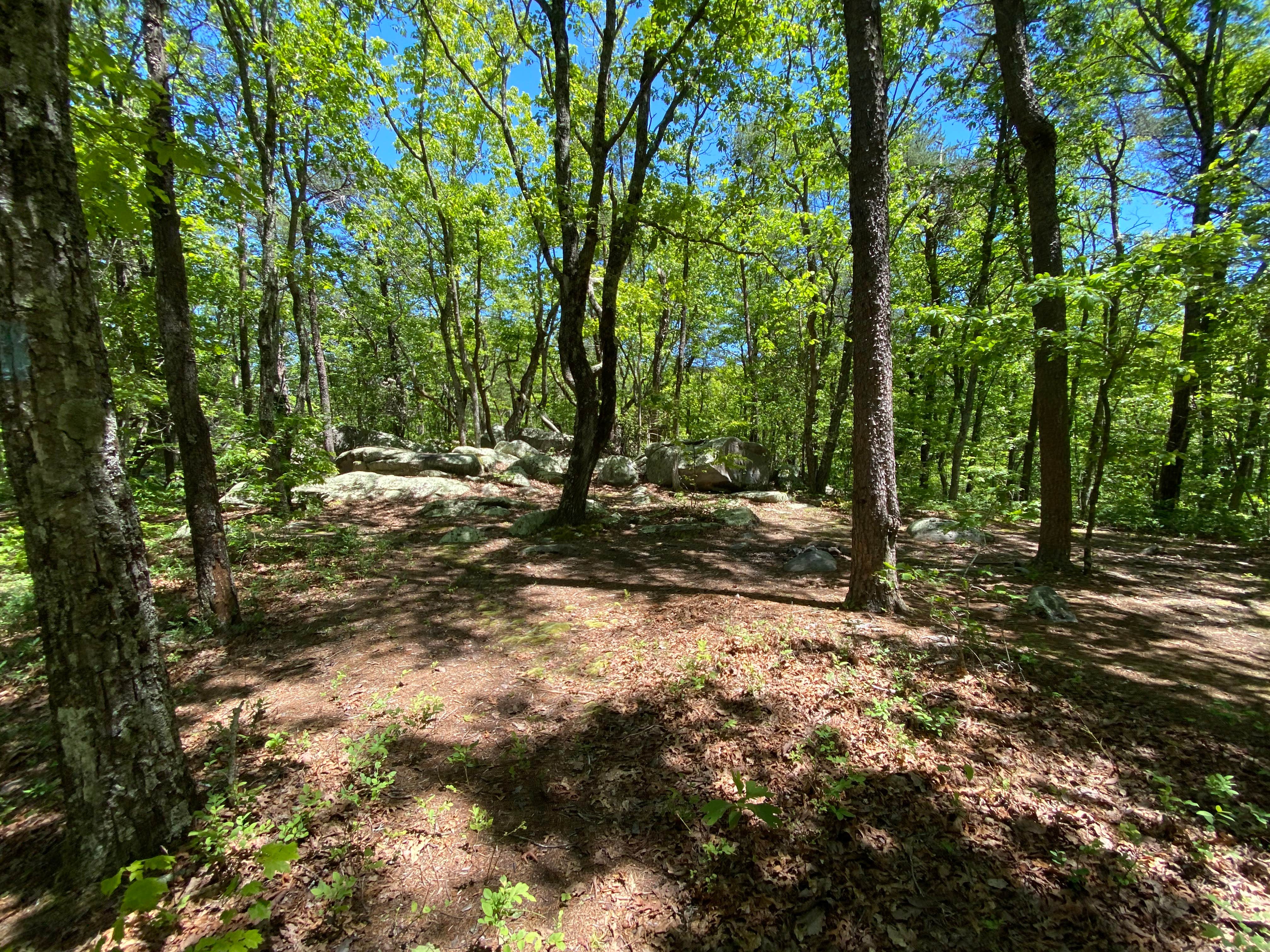 Camper-submitted photo at Pinhoti Backcountry Campground near Odum Intersection near Carrollton, GA