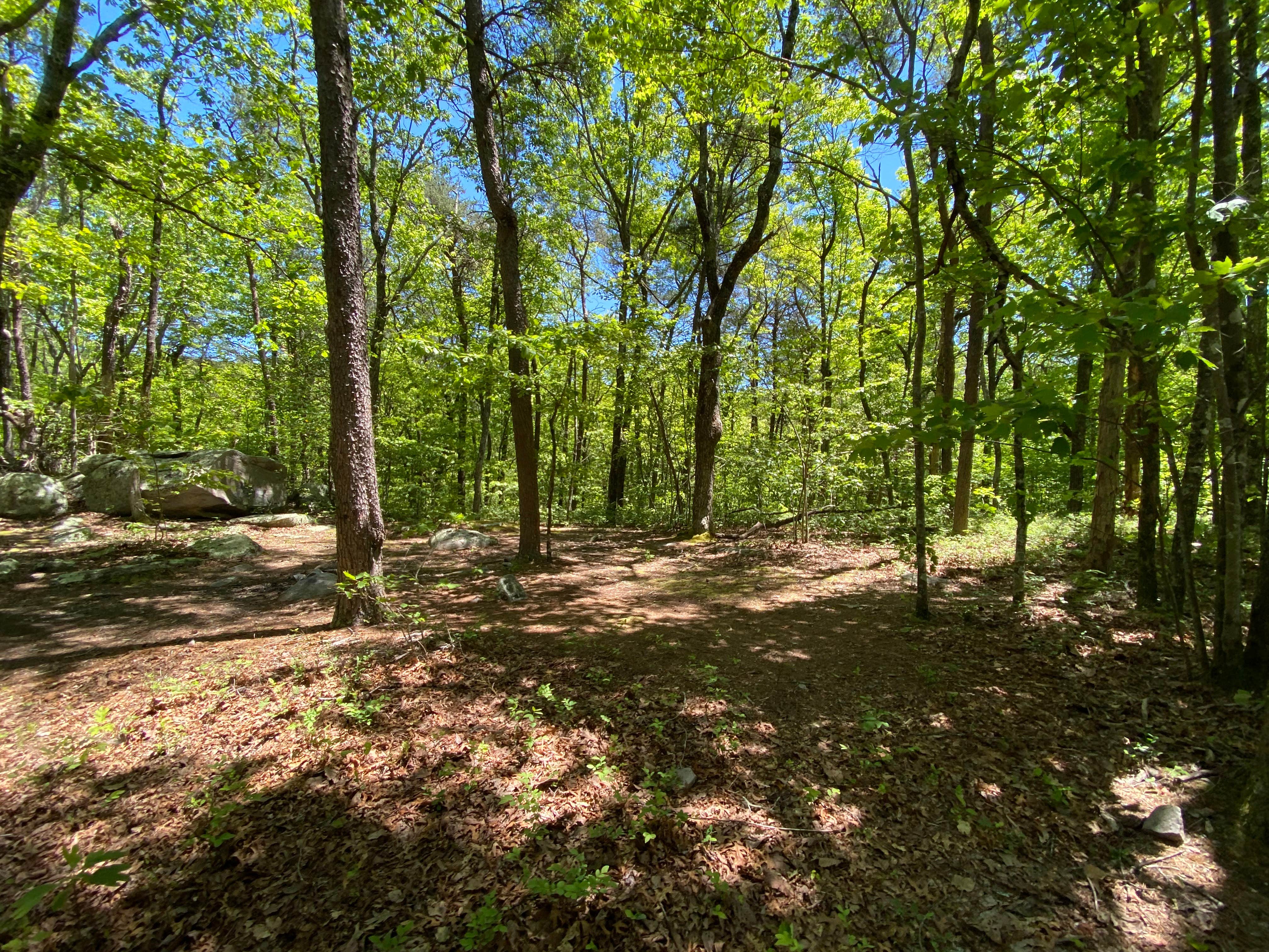 Camper-submitted photo at Pinhoti Backcountry Campground near Odum Intersection near Carrollton, GA