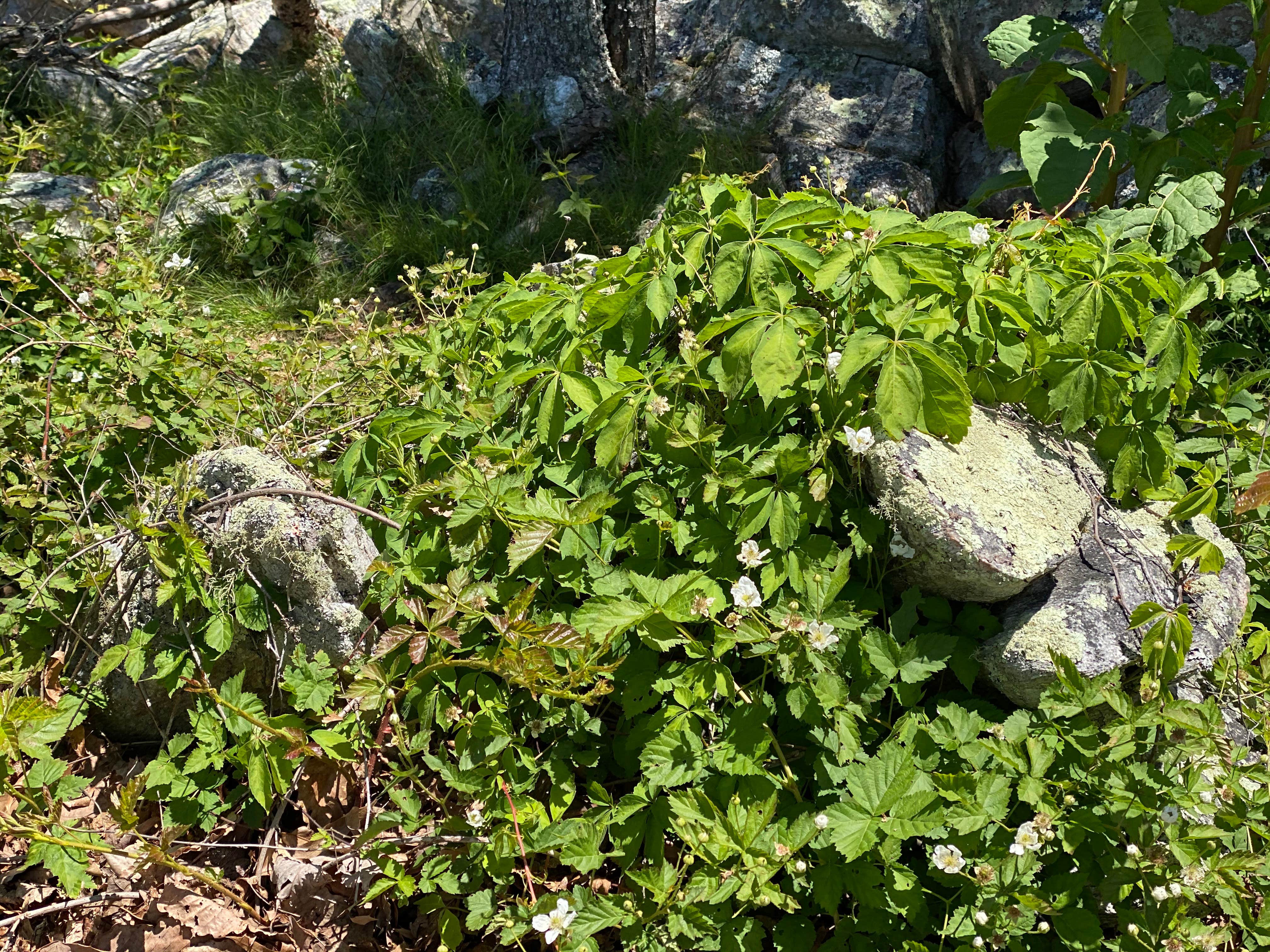 Camper-submitted photo at Pinhoti Backcountry Campground near Odum Intersection near Carrollton, GA