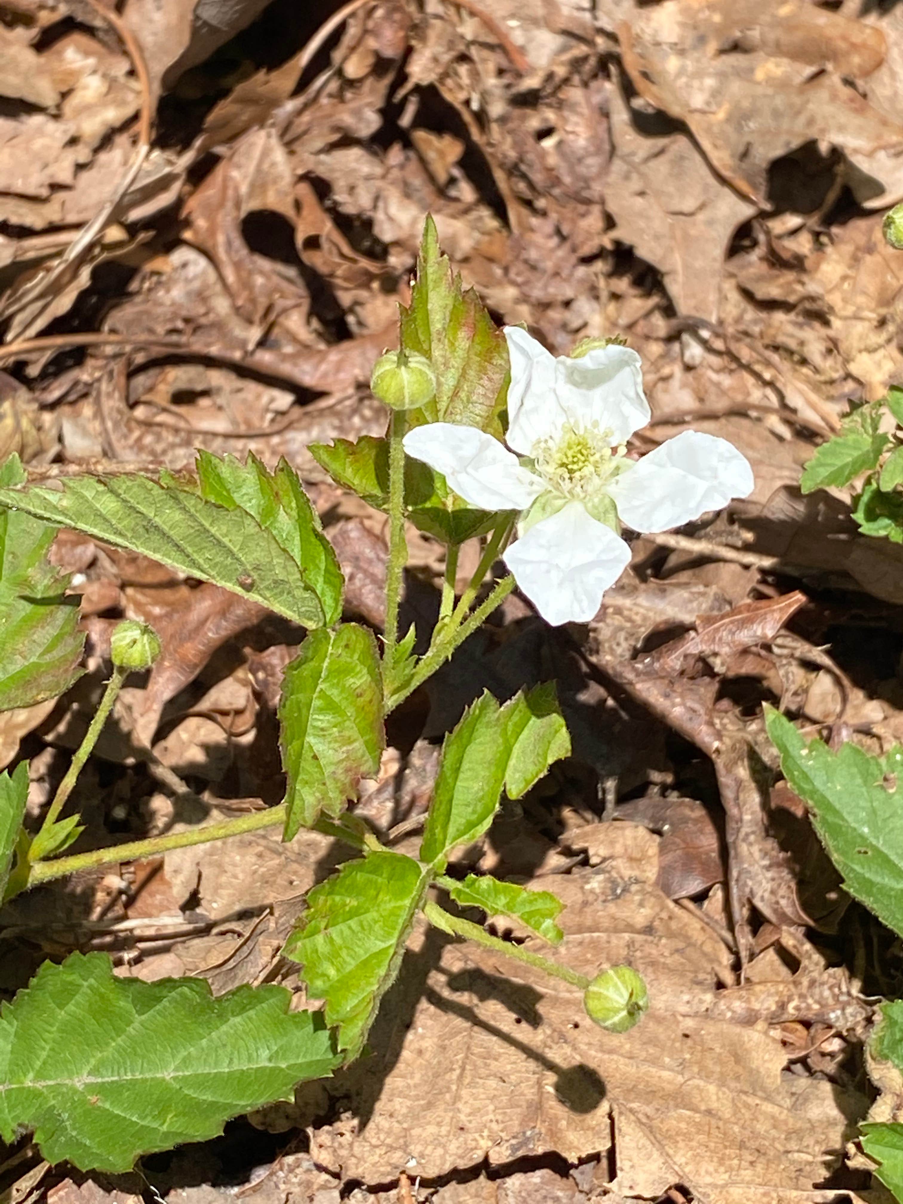 Camper-submitted photo at Pinhoti Backcountry Campground near Odum Intersection near Carrollton, GA