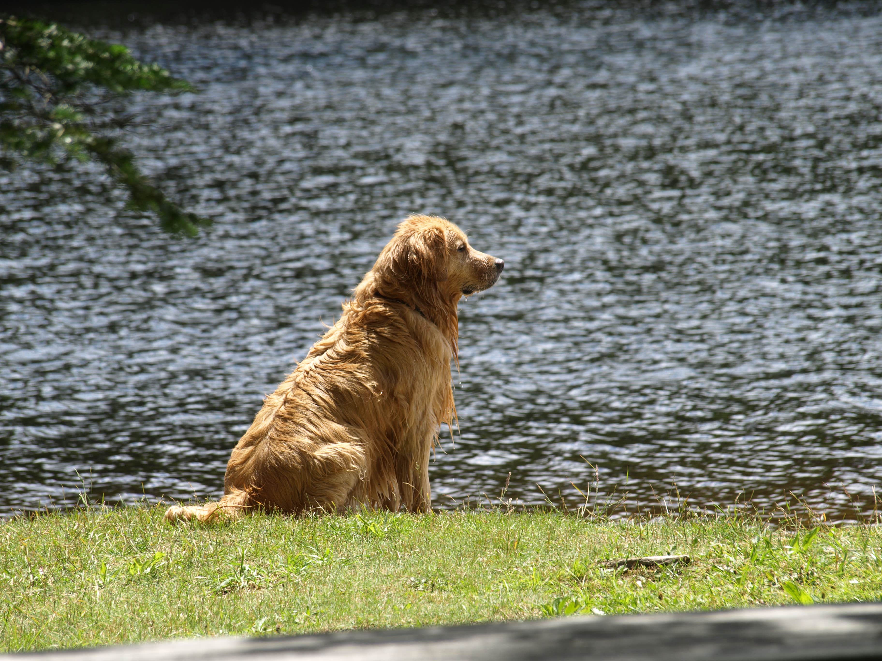 Camper-submitted photo at Woodford State Park Campground near Bennington, VT