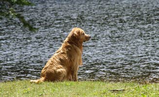 M.A.D. P.'s photo of camping with pets at Woodford State Park Campground near Williamstown, MA