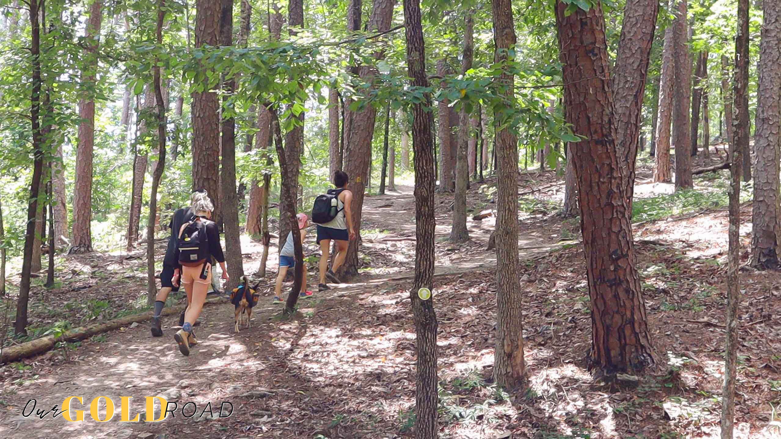 Trevor B.'s photo of camping with pets at COE Lake Ouachita Crystal Springs Campground near Story, AR