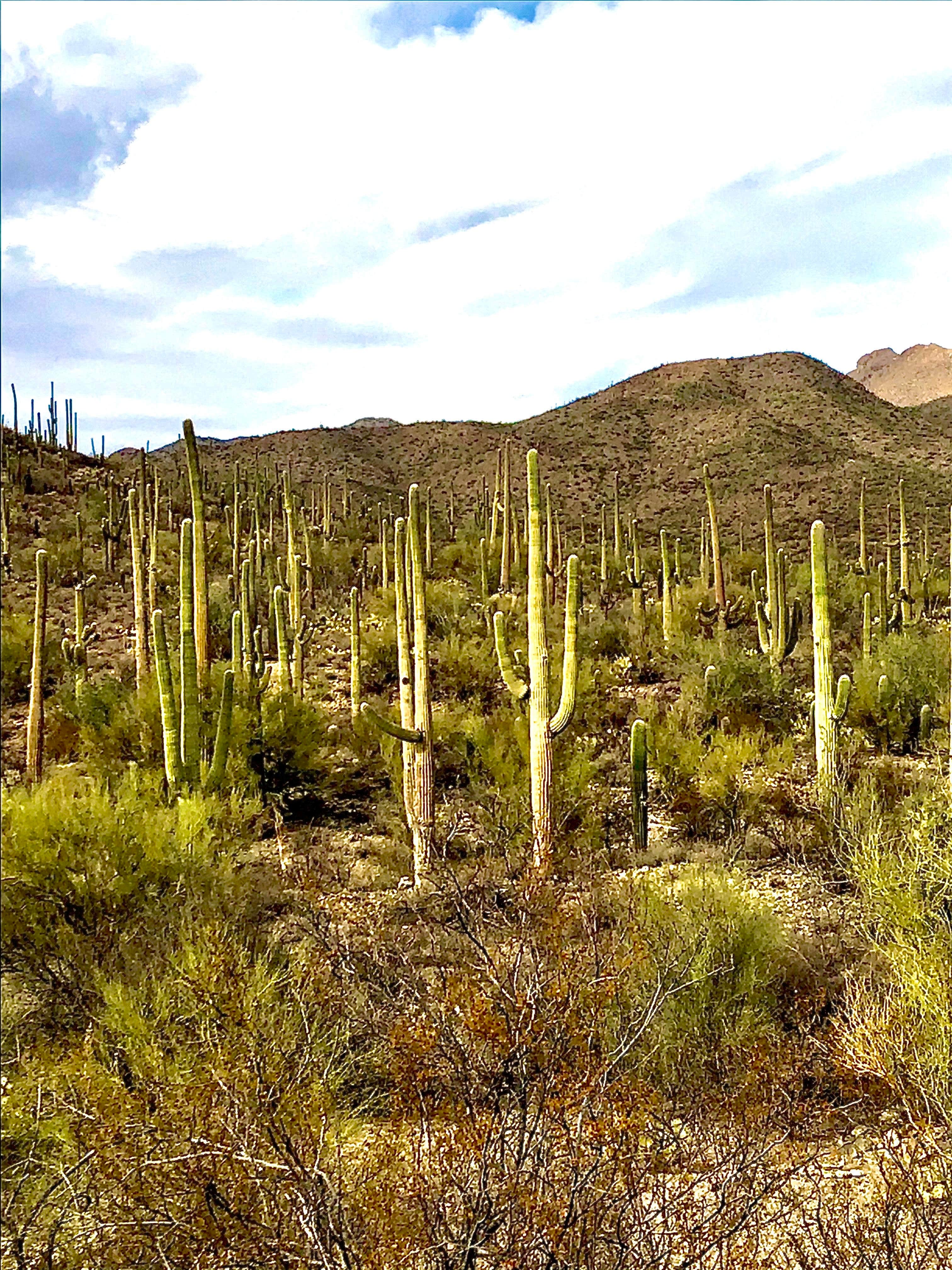 Camper-submitted photo at Gilbert Ray Campground in Arizona