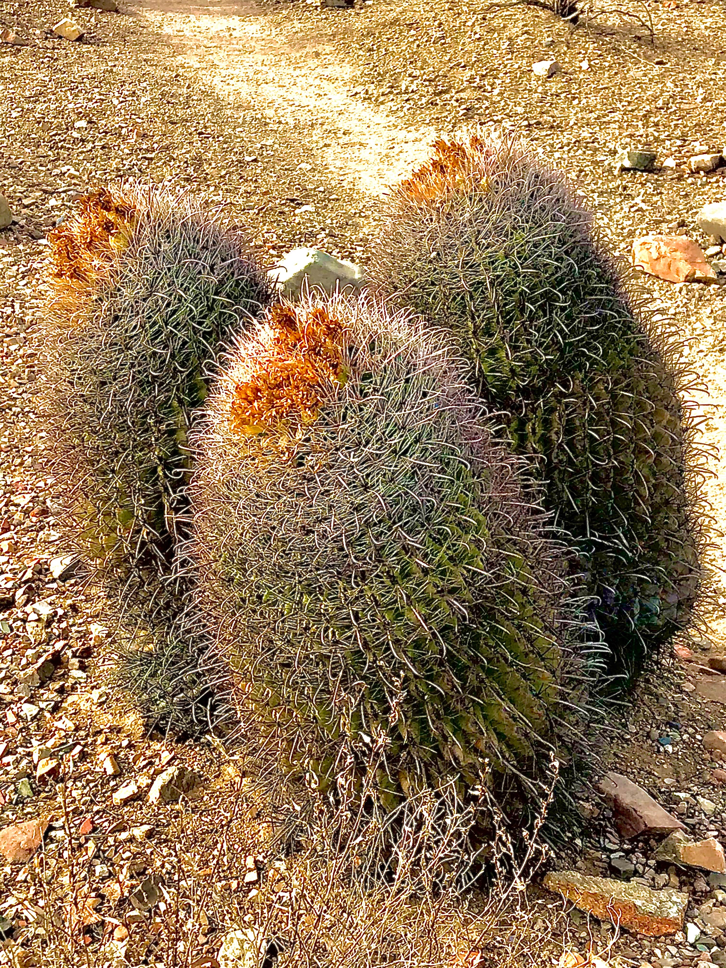 Camper-submitted photo at Gilbert Ray Campground in Arizona