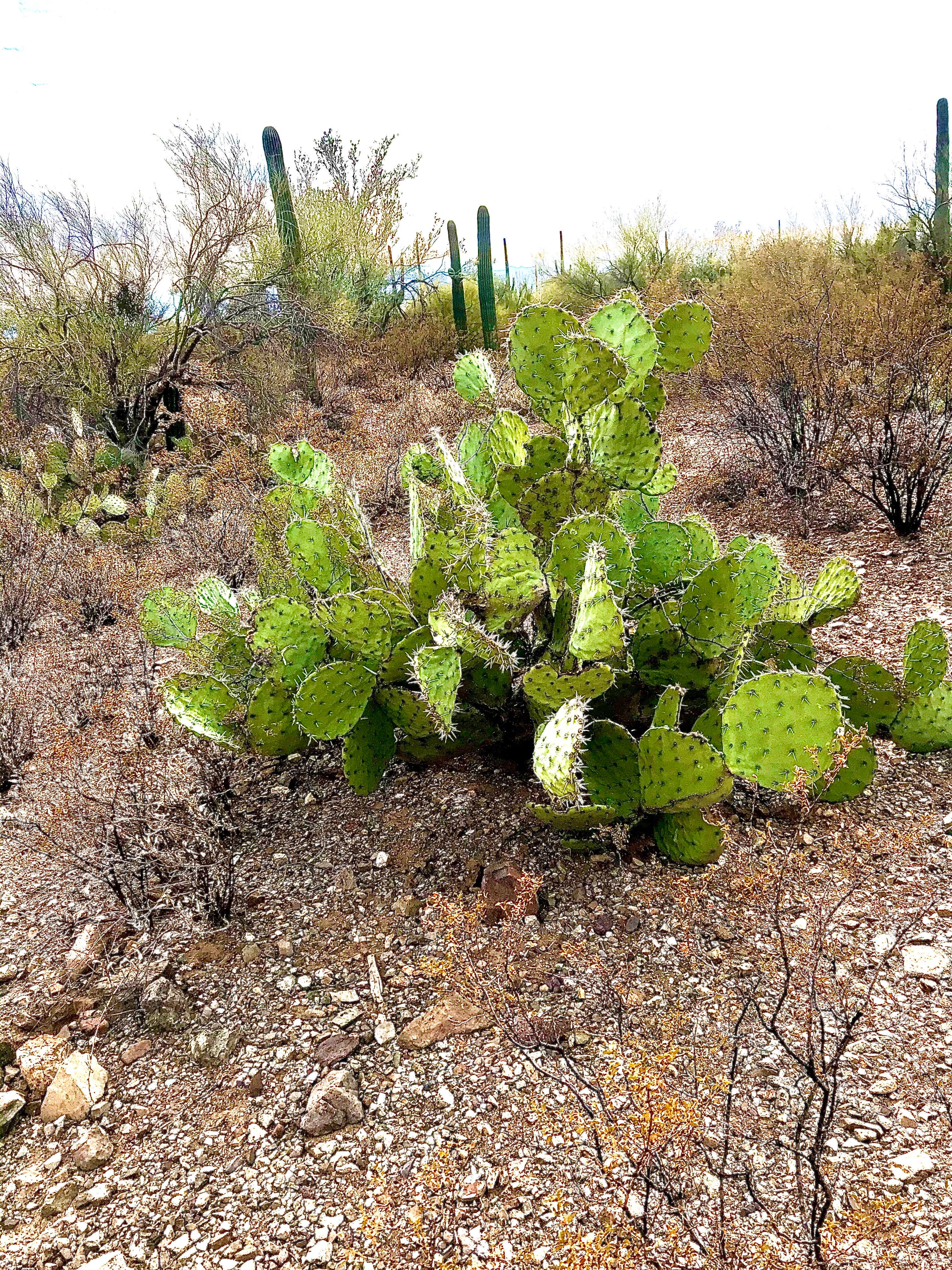Gilbert Ray Campground