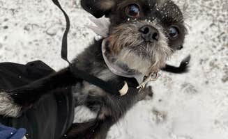 Brittney  C.'s photo of camping with pets at Mary Jane Falls Campground near Mount Charleston, NV