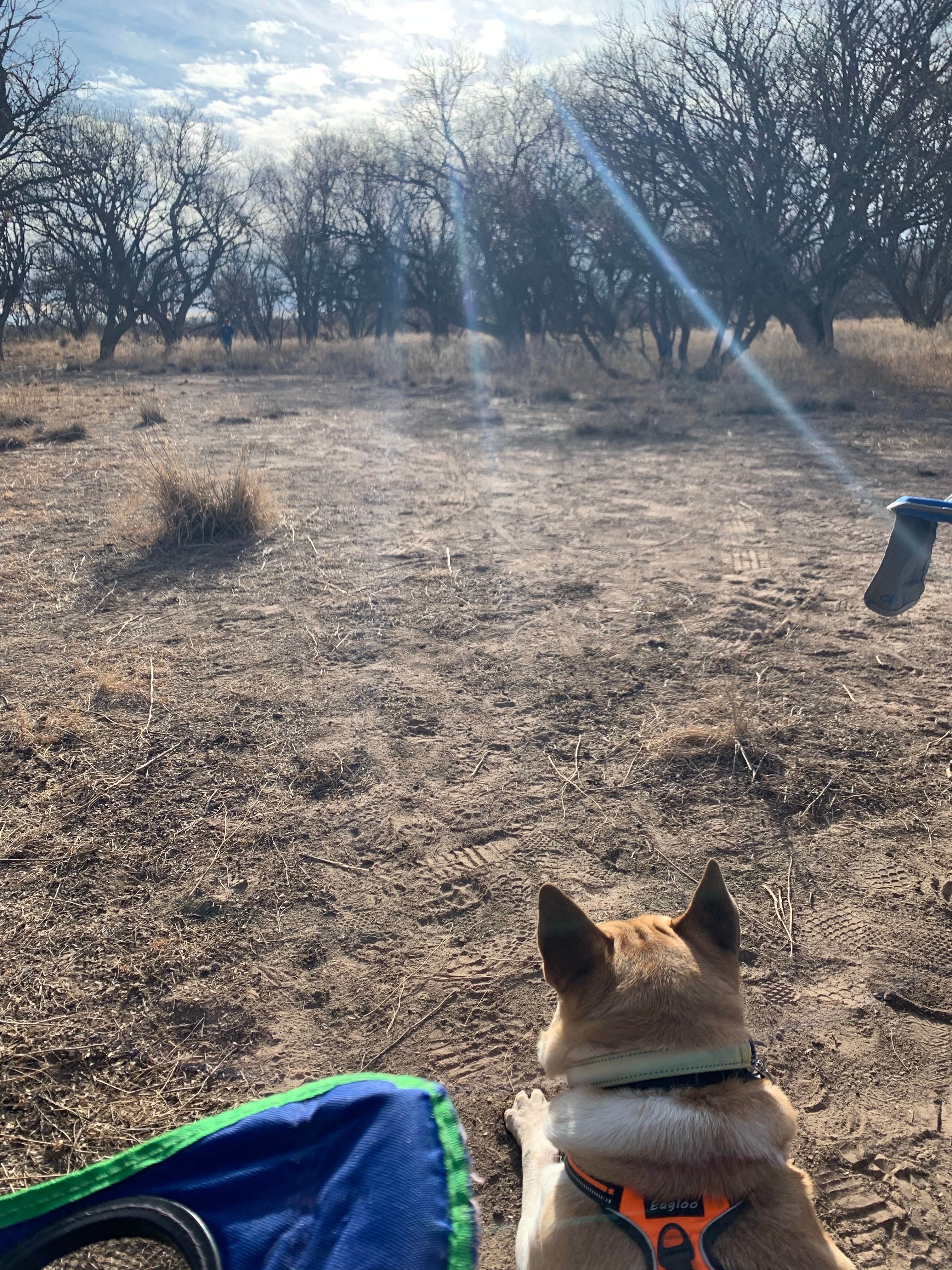 Rachelle J.'s photo of camping with pets at Cieneguita Dispersed Camping Area - Las Cienegas National Conservation Area near Saguaro National Park