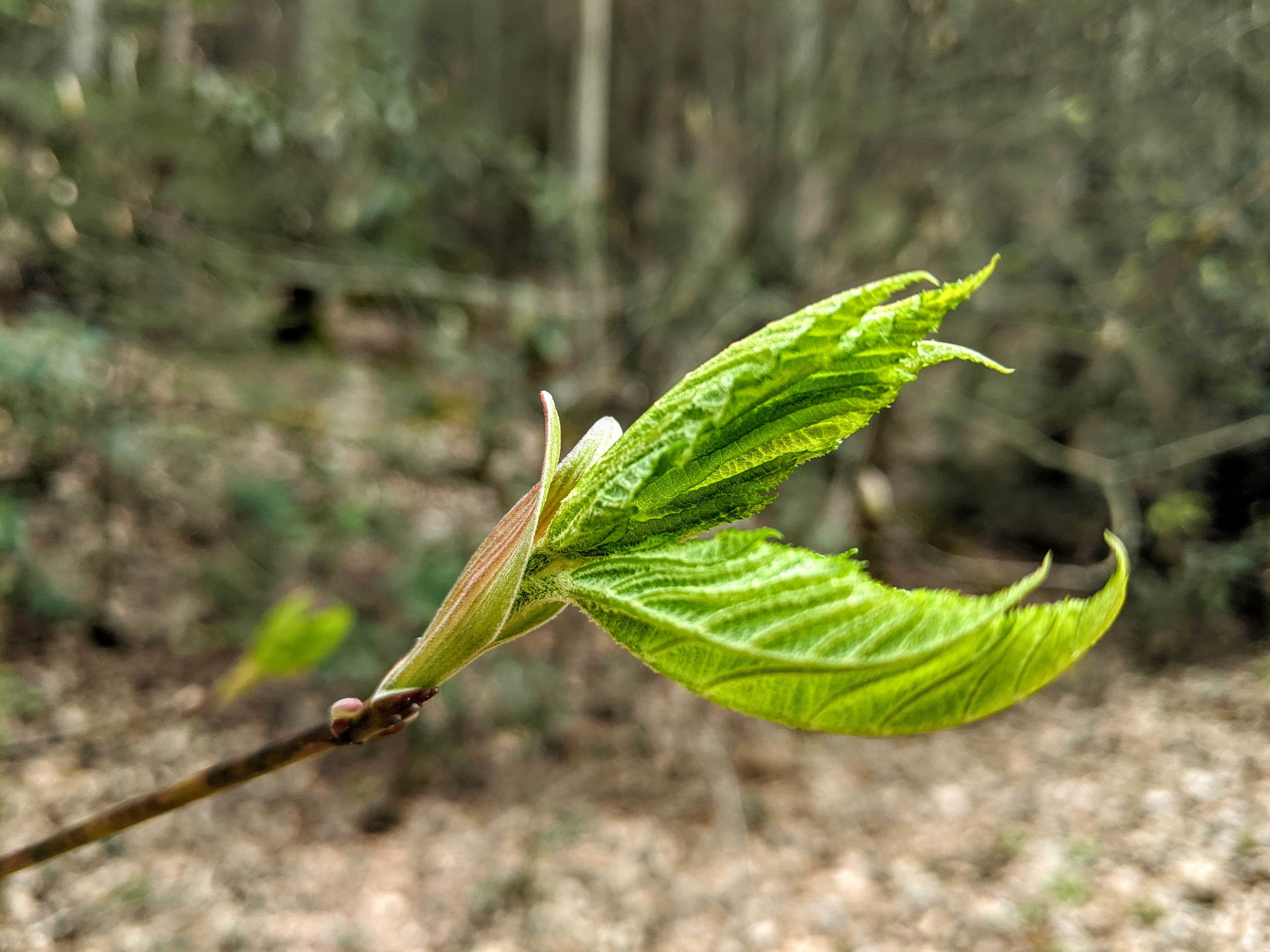 Camper-submitted photo at Backbone Rock Recreation Area Pavilions and Campground near Laurel Bloomery, TN