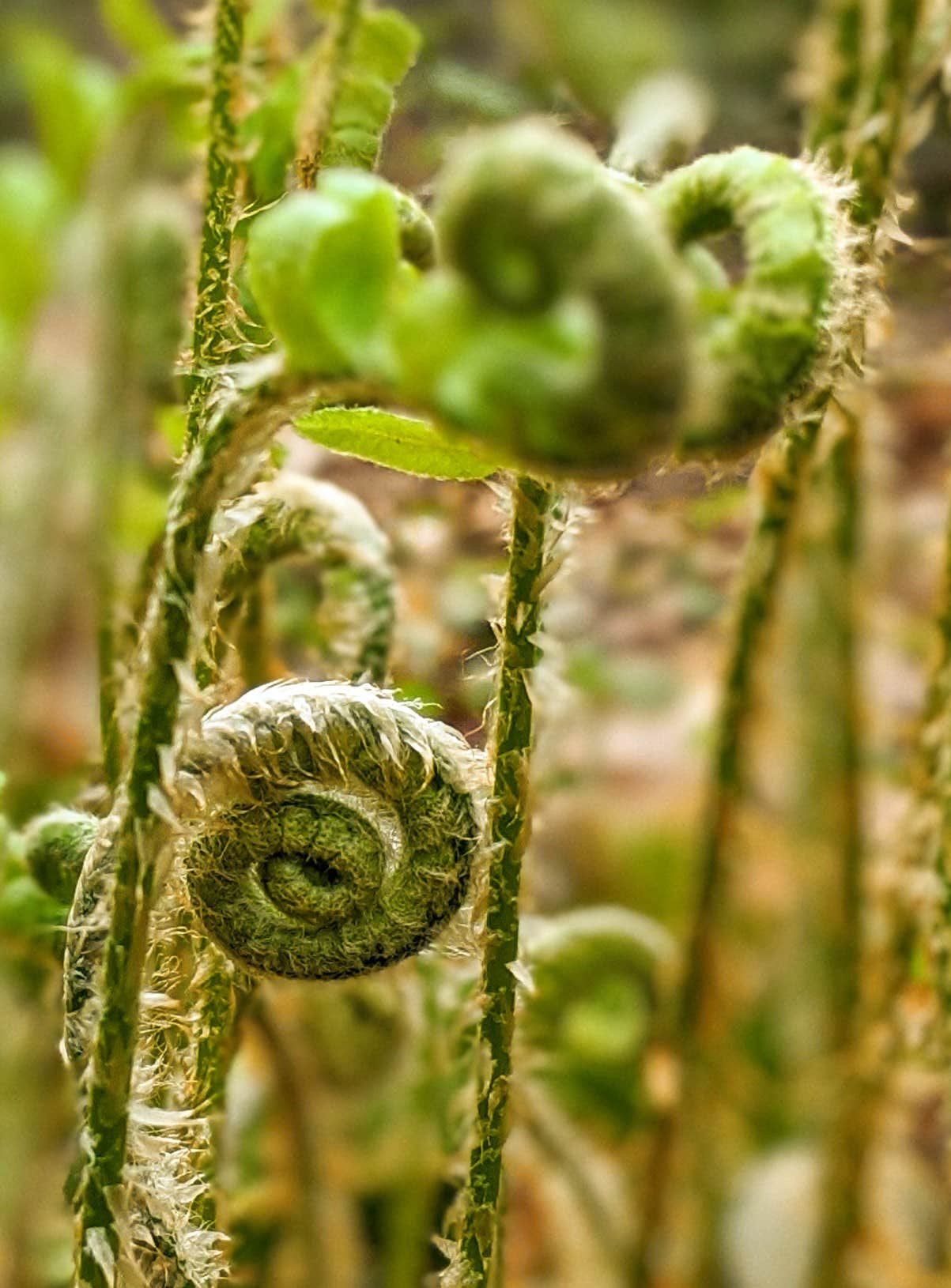 Camper-submitted photo at Backbone Rock Recreation Area Pavilions and Campground near Laurel Bloomery, TN