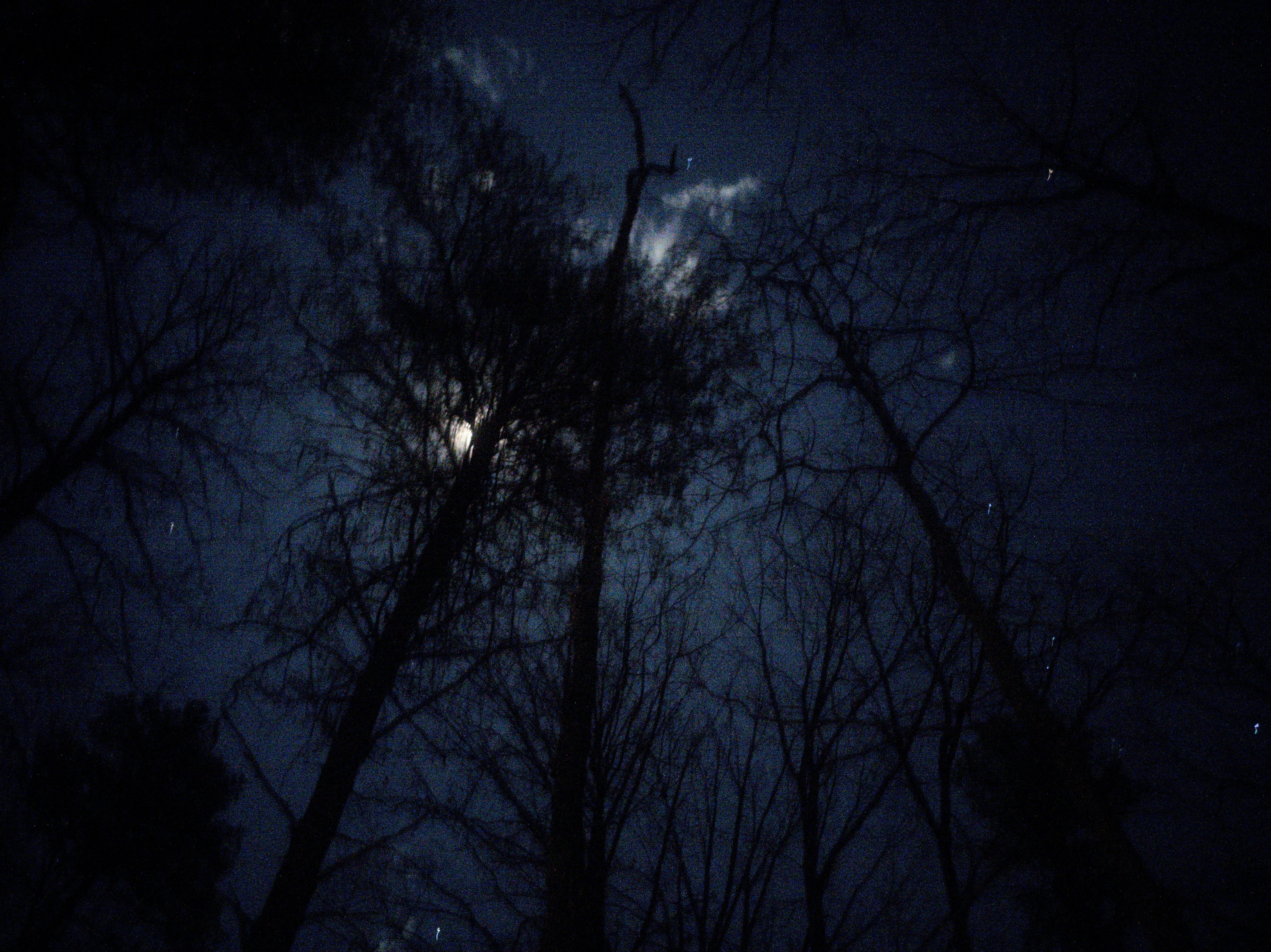 Moon through the trees at our site