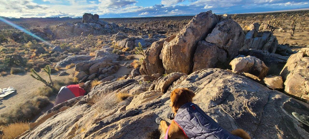 Camper-submitted photo at Mojave Cross Dispersed — Mojave National Preserve near Nipton, CA