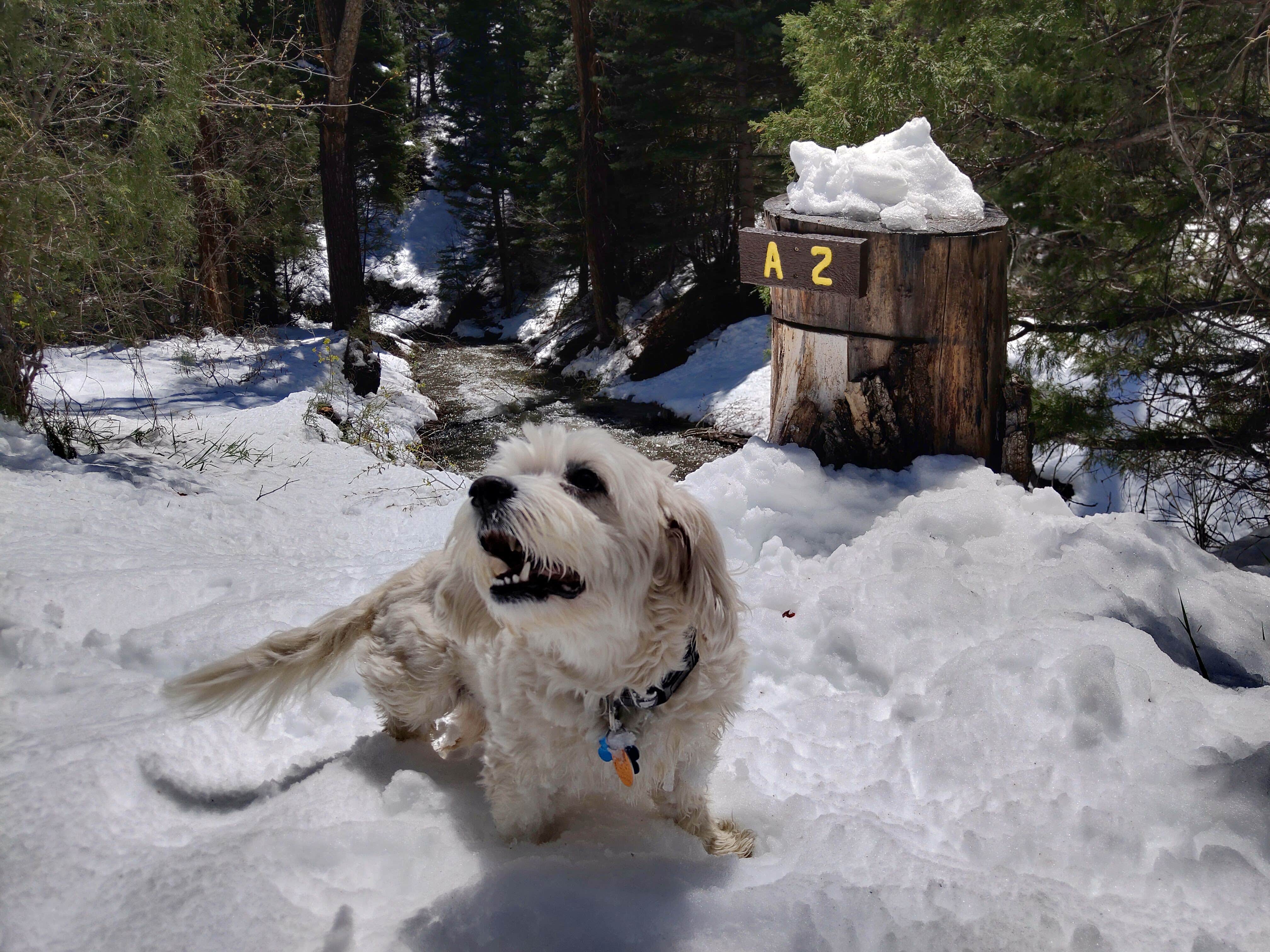 Alex S.'s photo of camping with pets at Cutty's Resort - Hayden Creek near Howard, CO