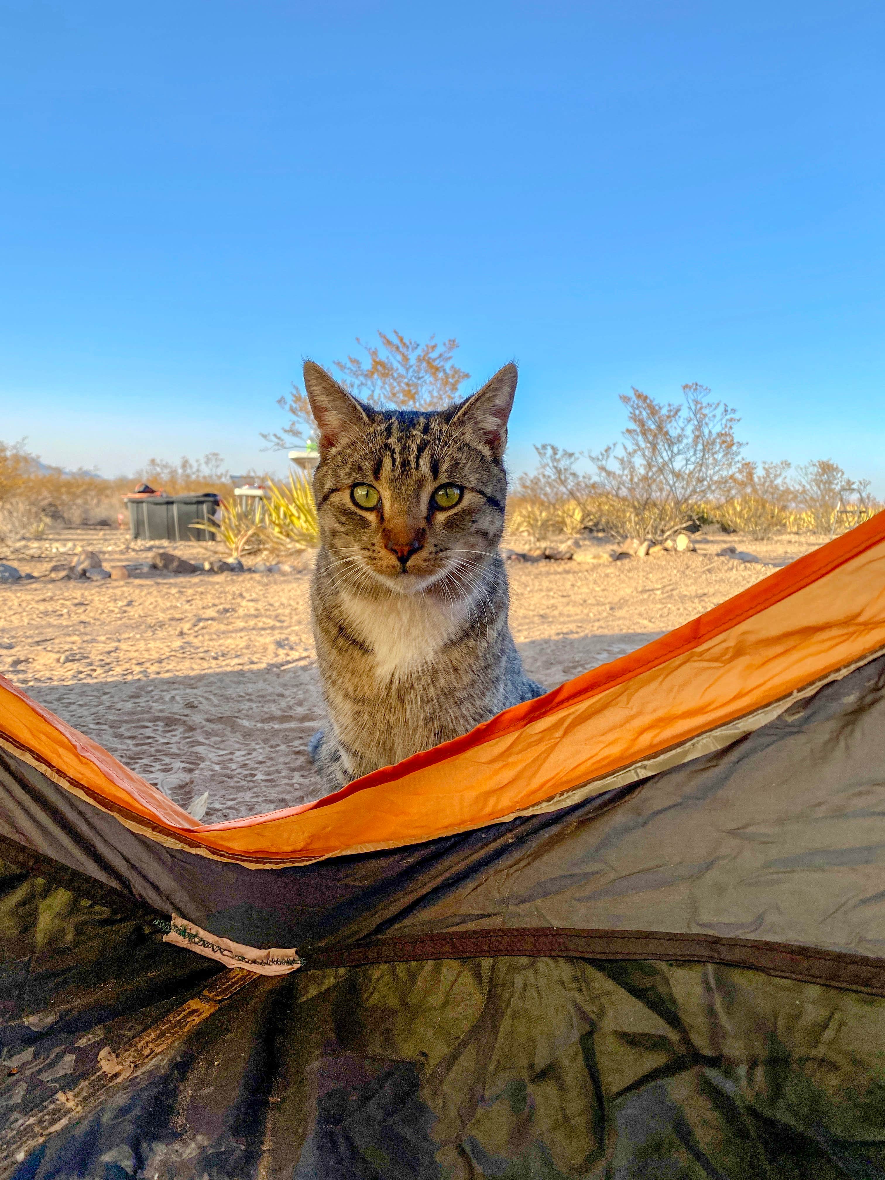 Camper-submitted photo at Tin Valley Retro Rentals near Terlingua, TX