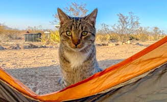Kathrina M.'s photo of camping with pets at Tin Valley Retro Rentals near Big Bend National Park