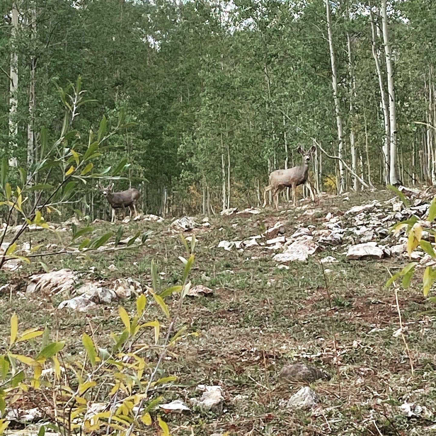 Camping near One Mile Campground: Rosy Lane, Almont, Colorado