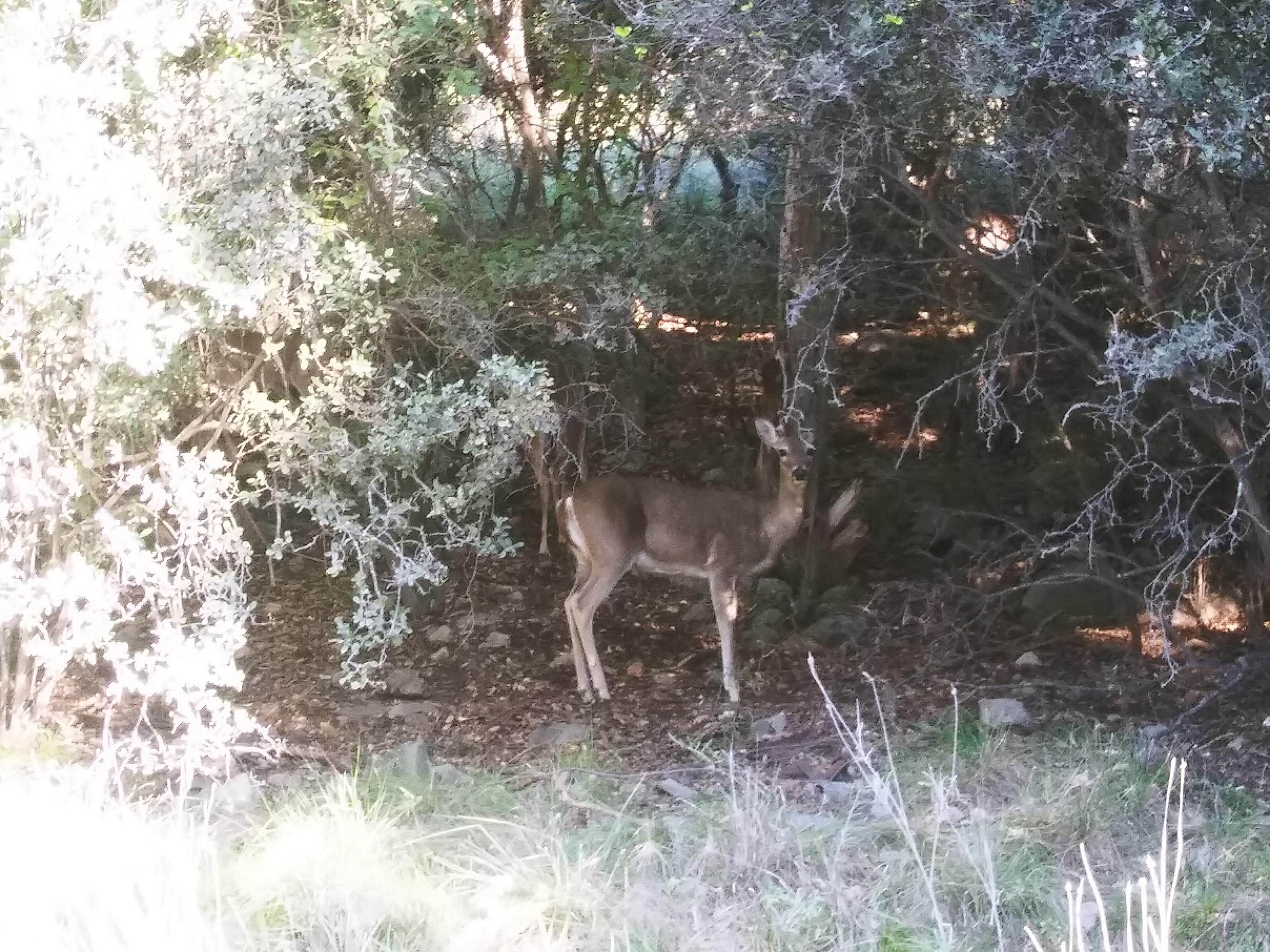 Camper submitted image from River Backpack Area — Colorado Bend State Park - 4