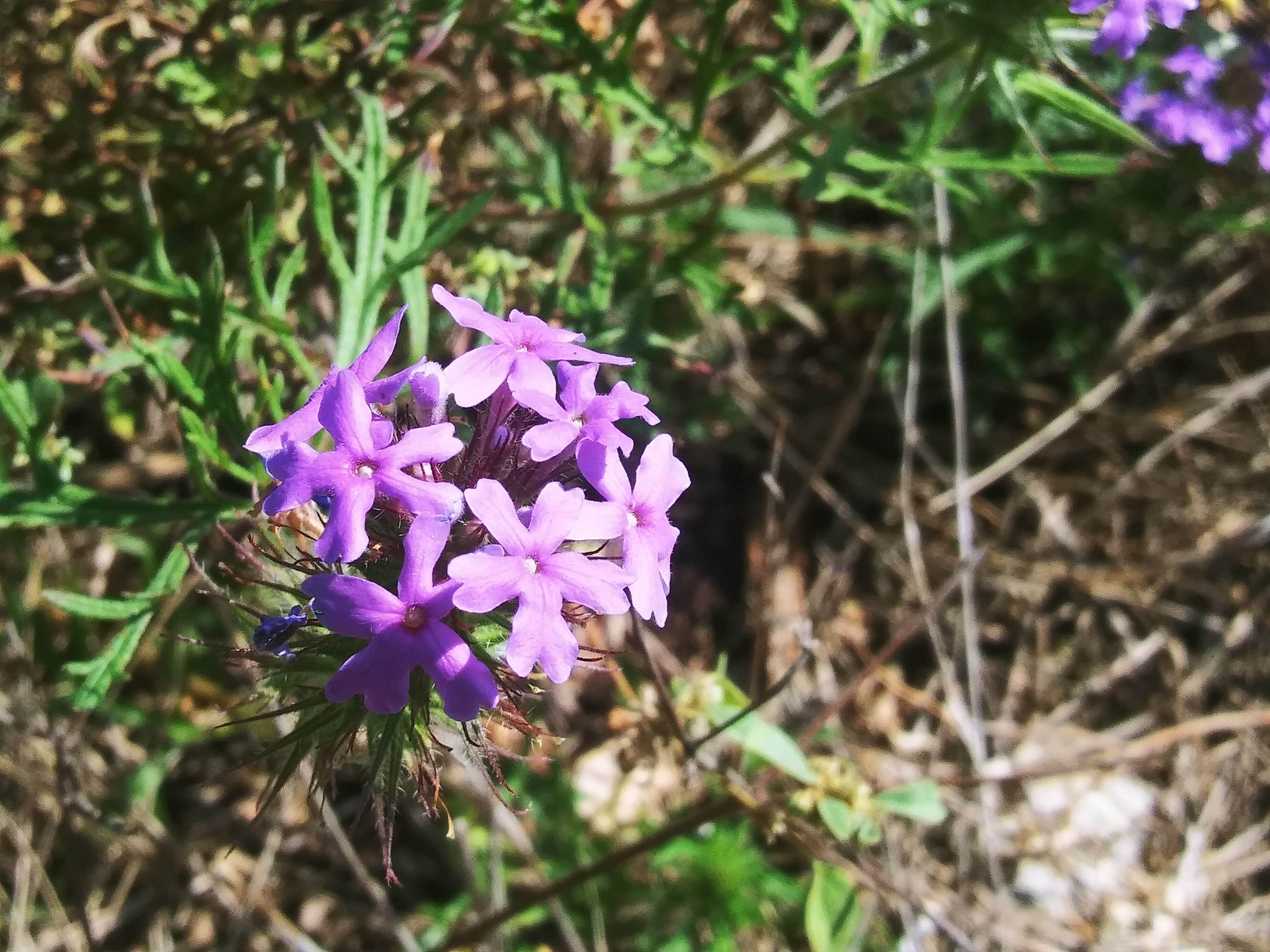 Camper-submitted photo at River Backpack Area — Colorado Bend State Park near San Saba, TX