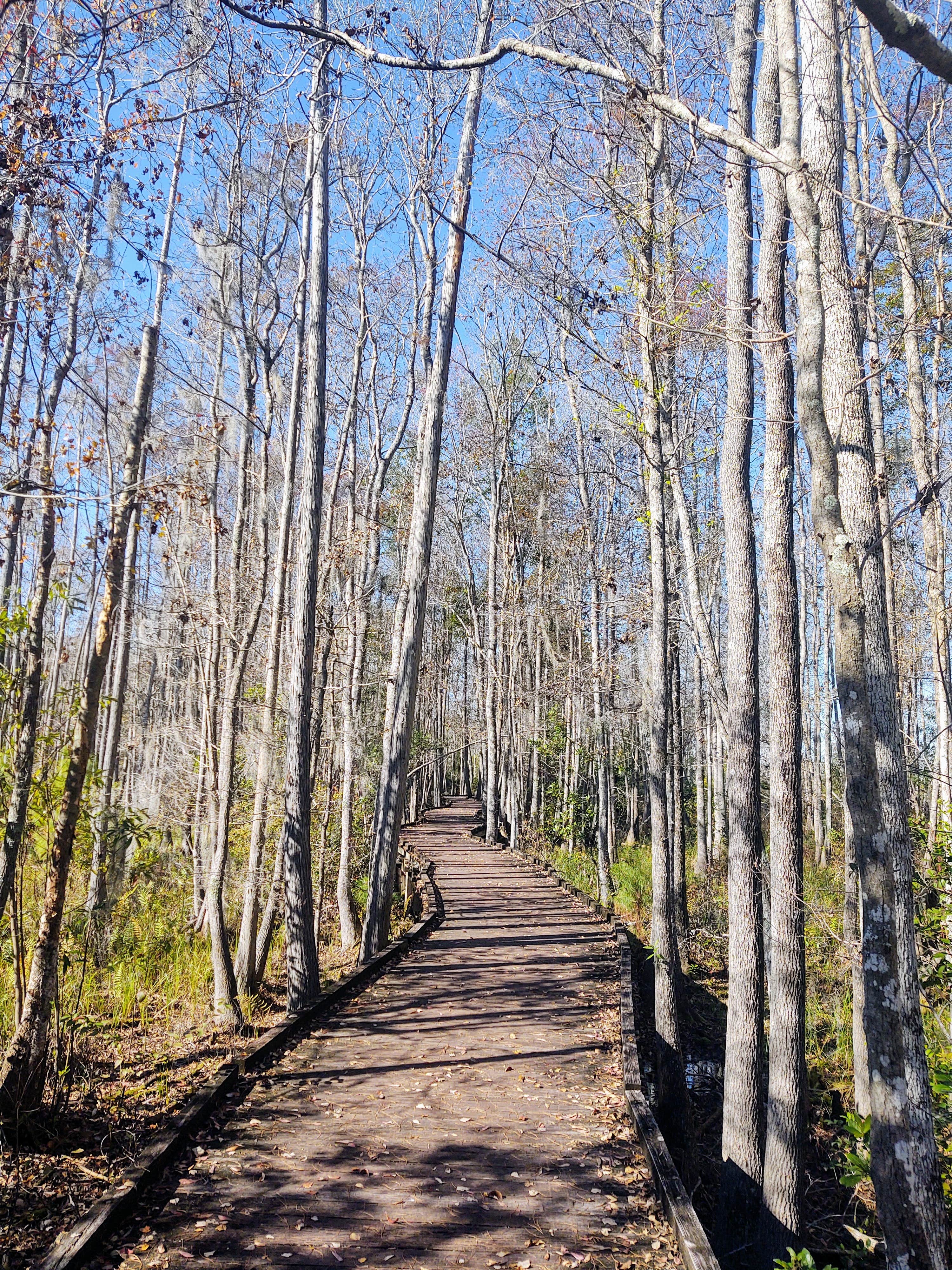 Camper submitted image from Stephen C. Foster State Park Campground - 1