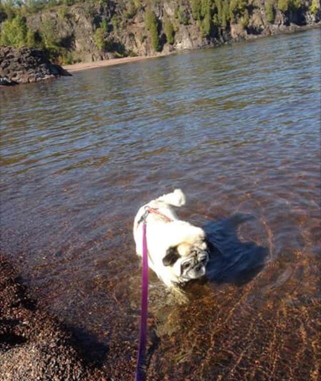 Janet R.'s photo of camping with pets at Gooseberry Falls State Park Campground near Cornucopia, WI